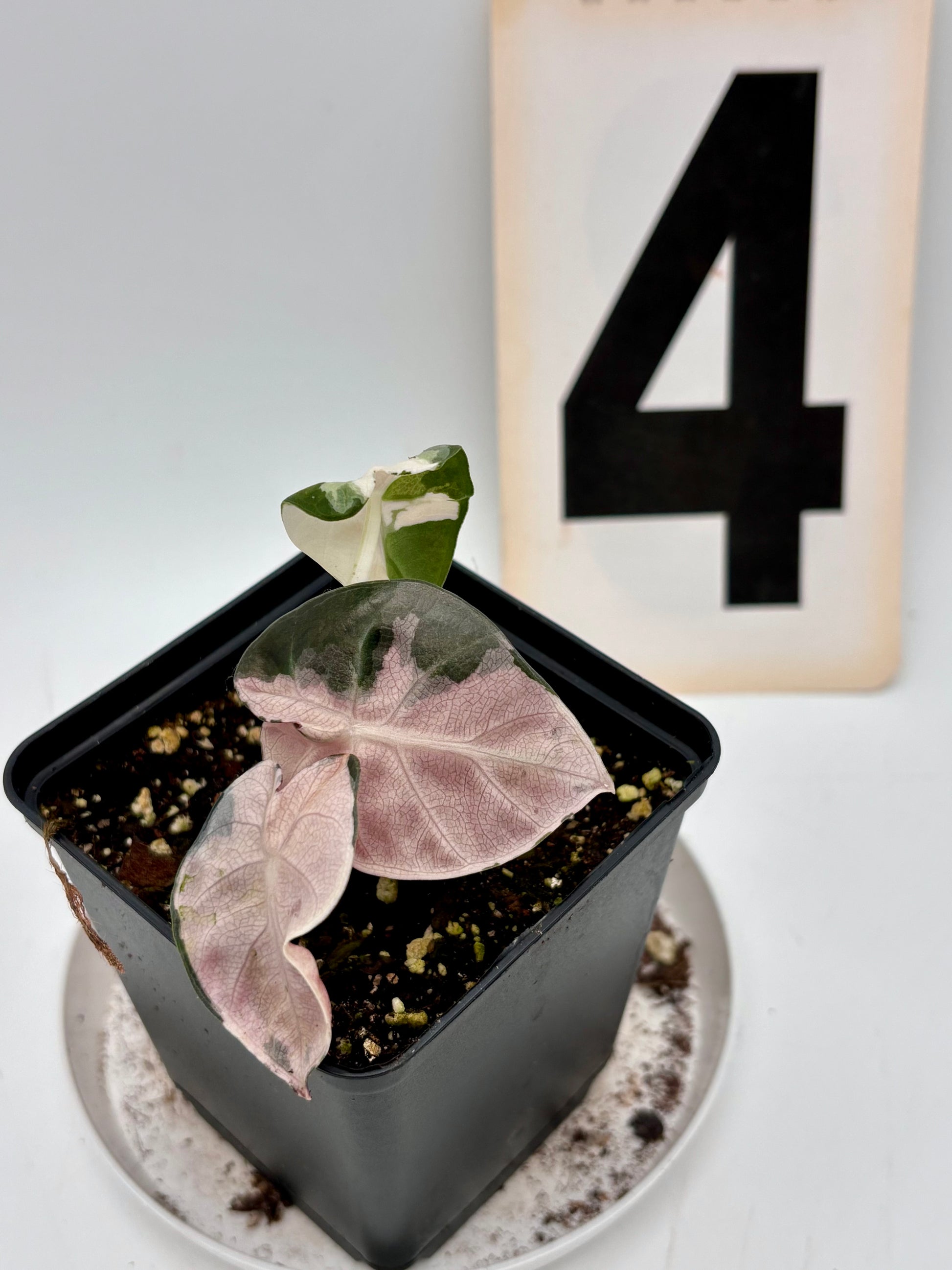 Alocasia Balloon Heart Variegata - Exotic-Flowers