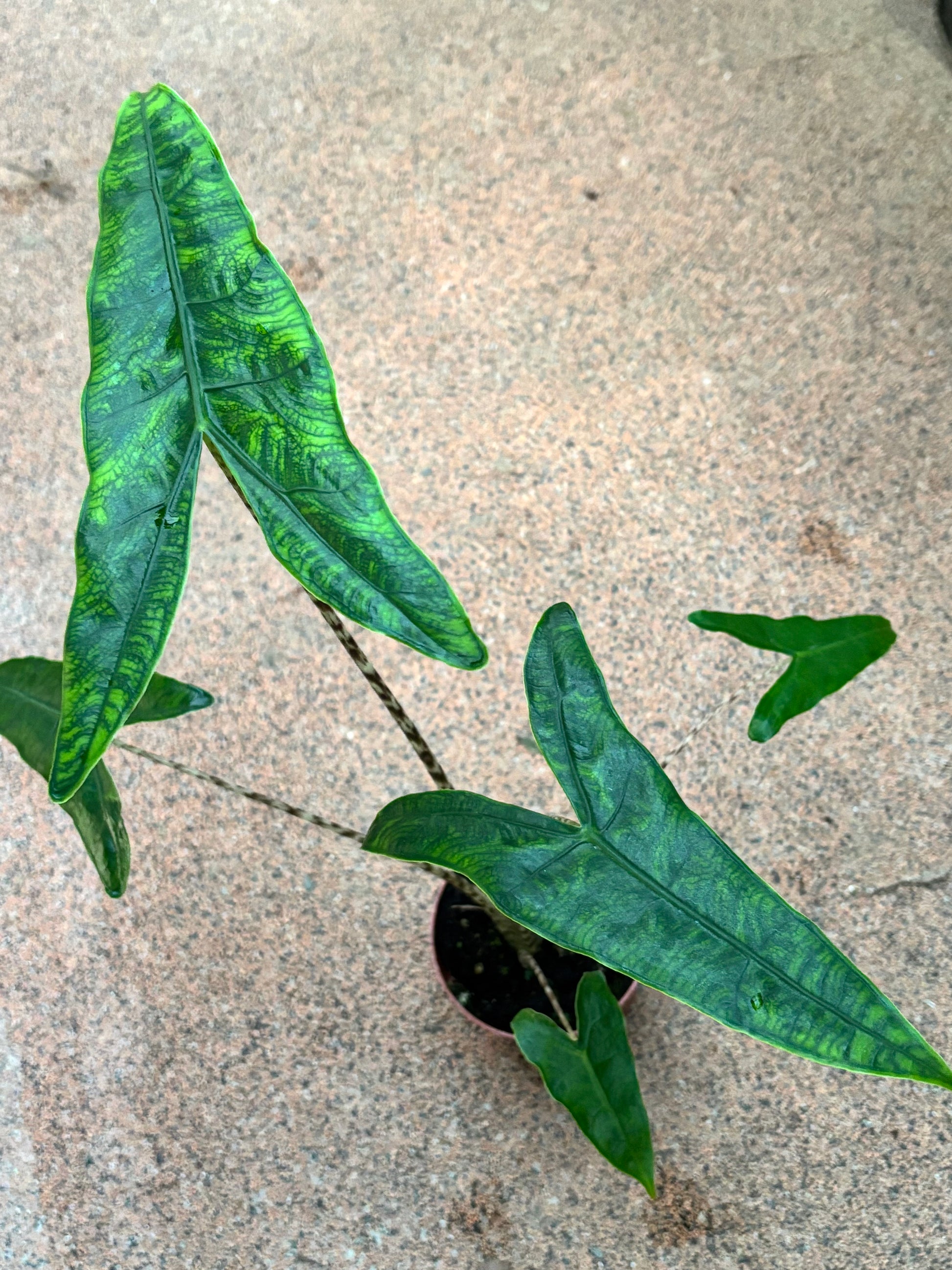 Alocasia Reticulata - Exotic-Flowers