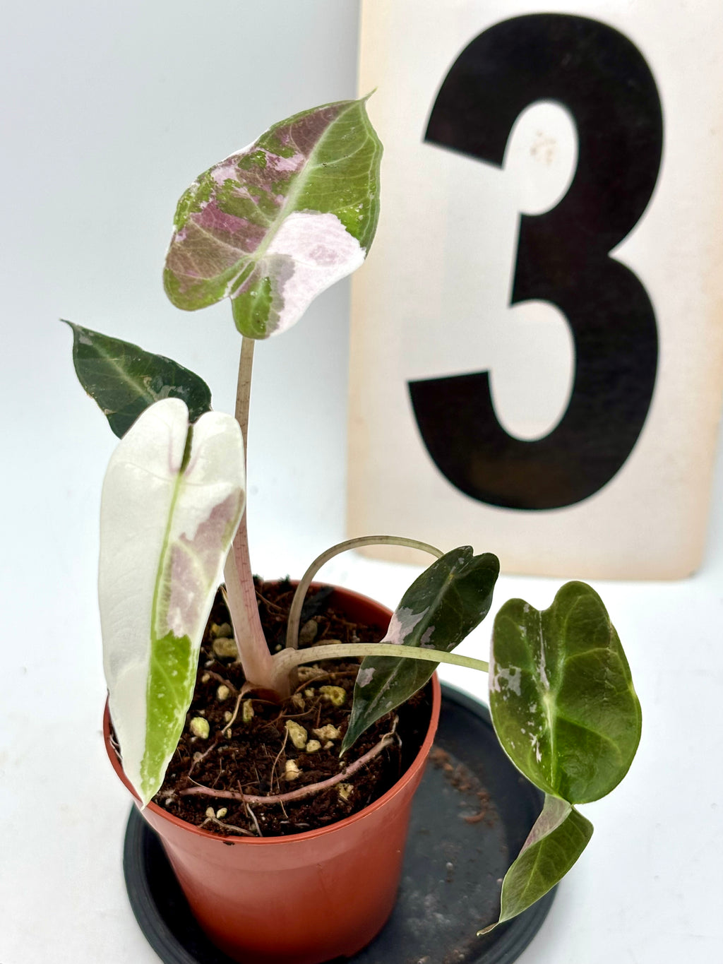 Alocasia Bambino Variegata Pflanze mit grünen und weißen Blättern, exotische Zimmerpflanze von Exotic-Flowers