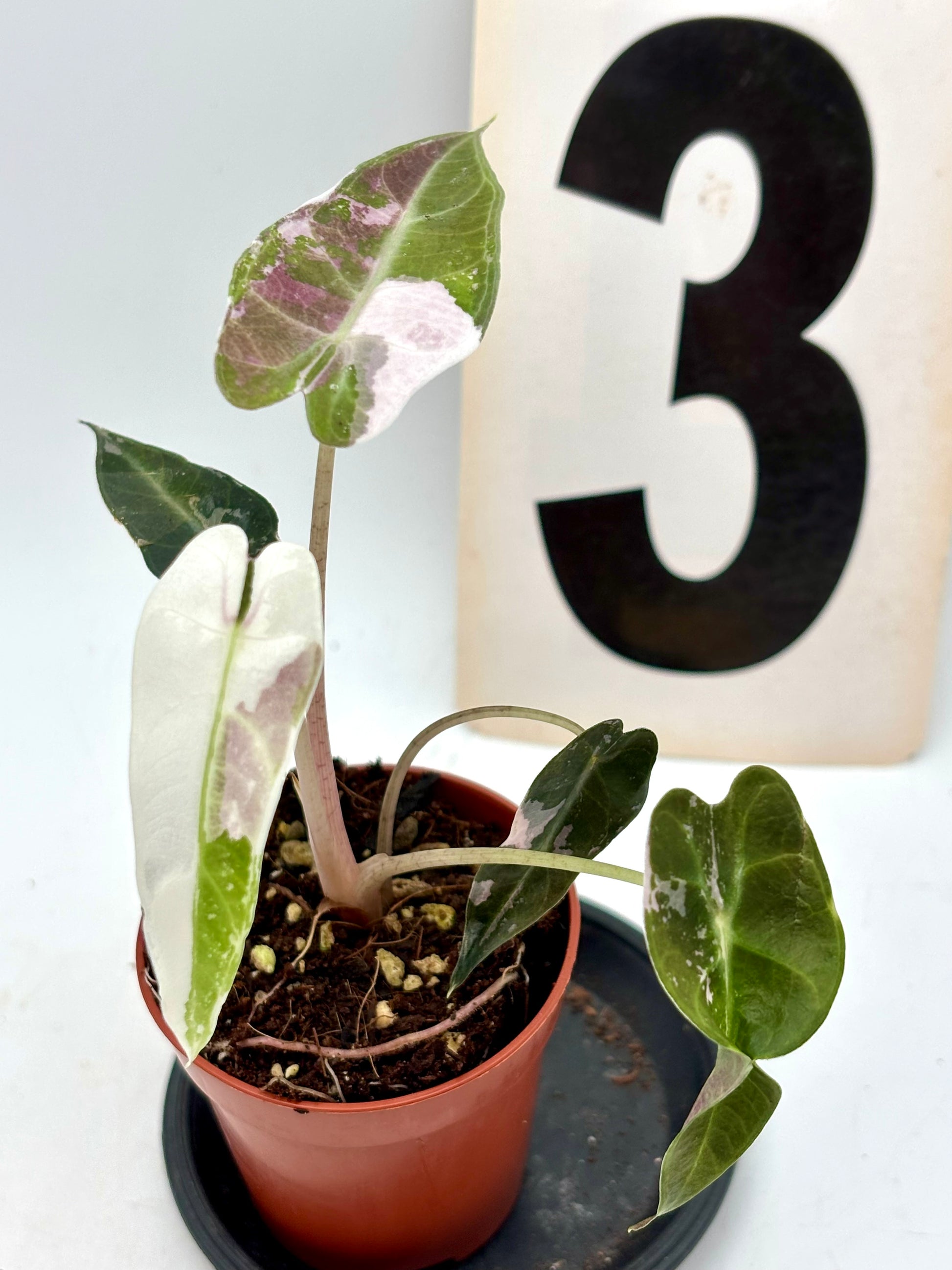 Alocasia Bambino Variegata Pflanze mit grünen und weißen Blättern, exotische Zimmerpflanze von Exotic-Flowers