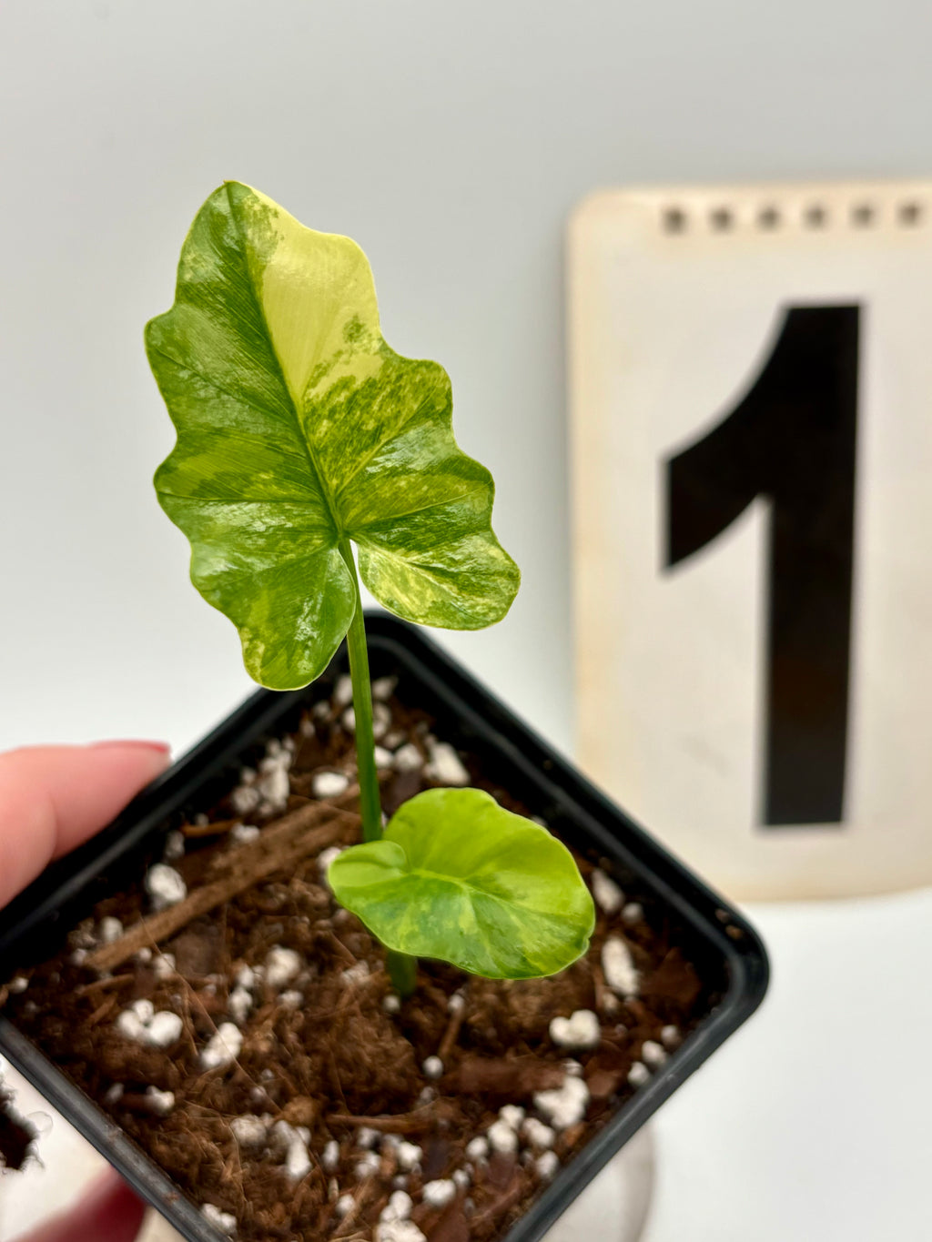 Thaumatophyllum Variegata - Exotic-Flowers