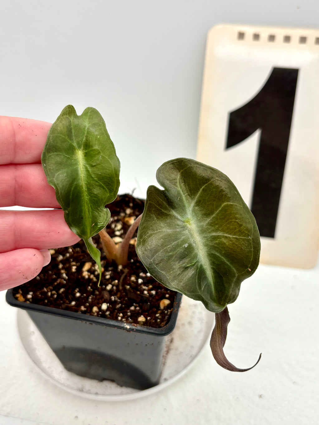 Alocasia Venom Pflanze von Exotic-Flowers mit großen, glänzenden grünen Blättern und auffälligen schwarzen Mustern.