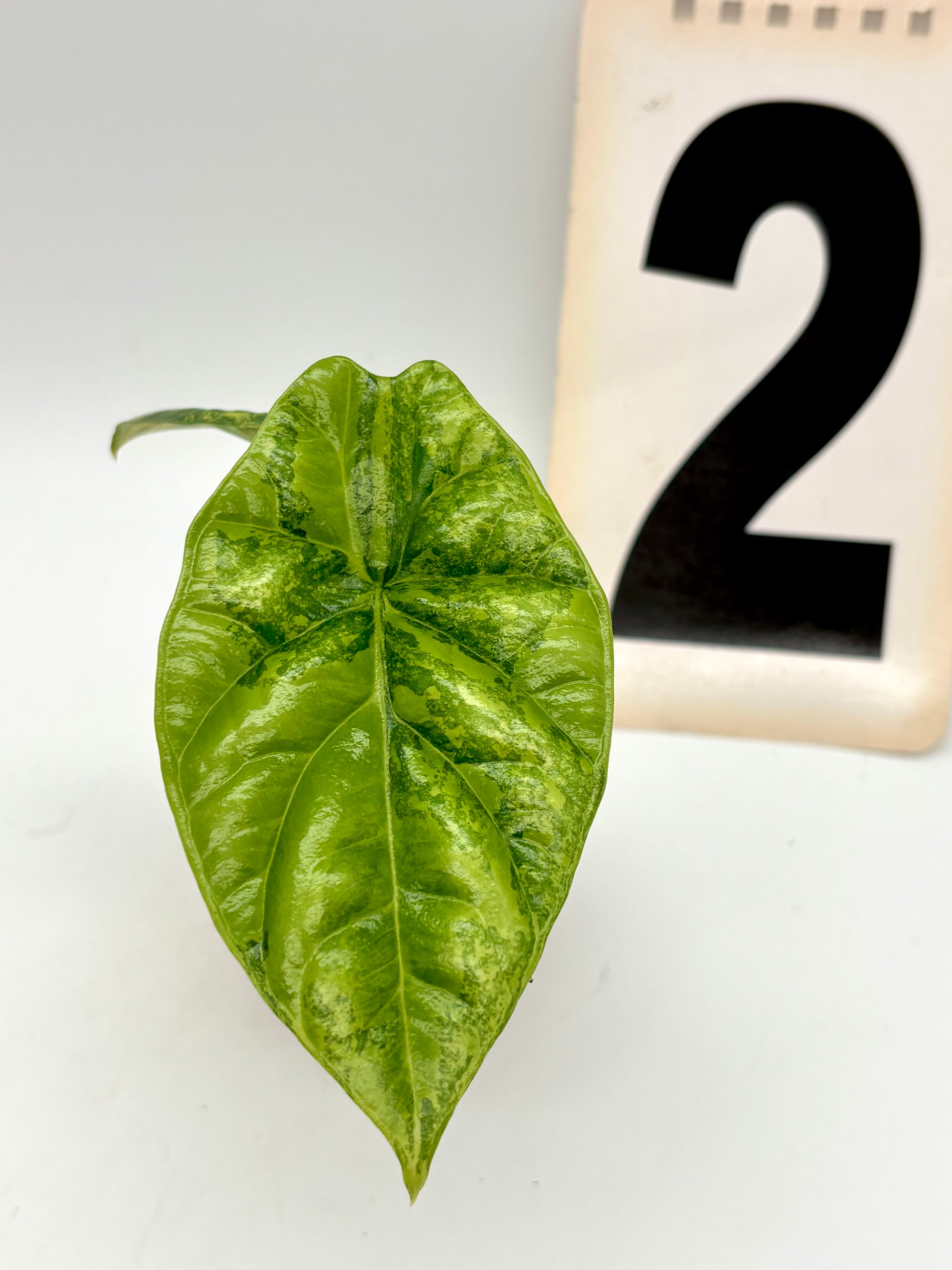 Alocasia Sinuata Variegata