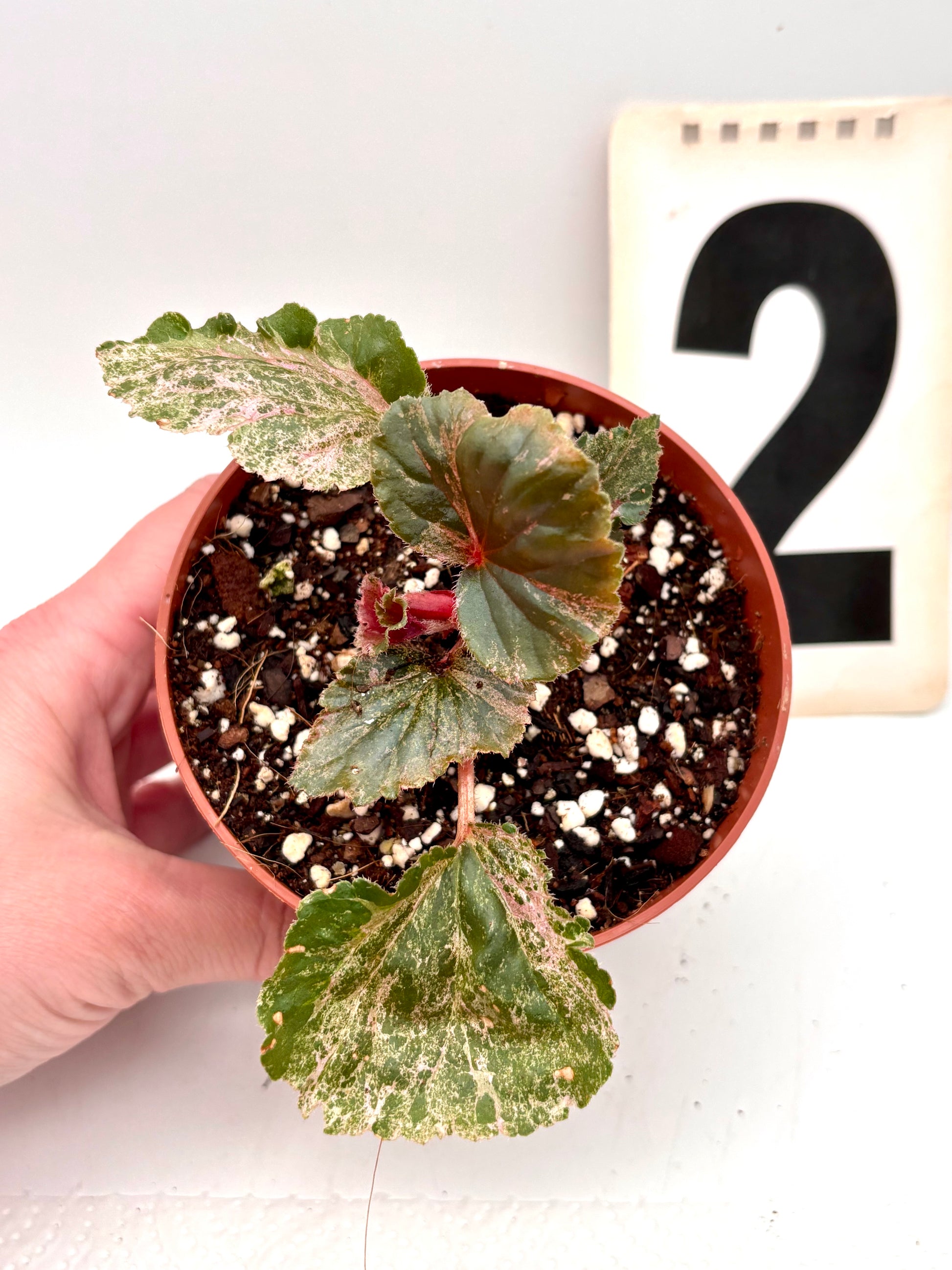 Verschiedene Begonia Cucullata Variegata Pflanze mit grünen und weißen Blättern, im Gartenbeet bei Exotic-Flowers.
