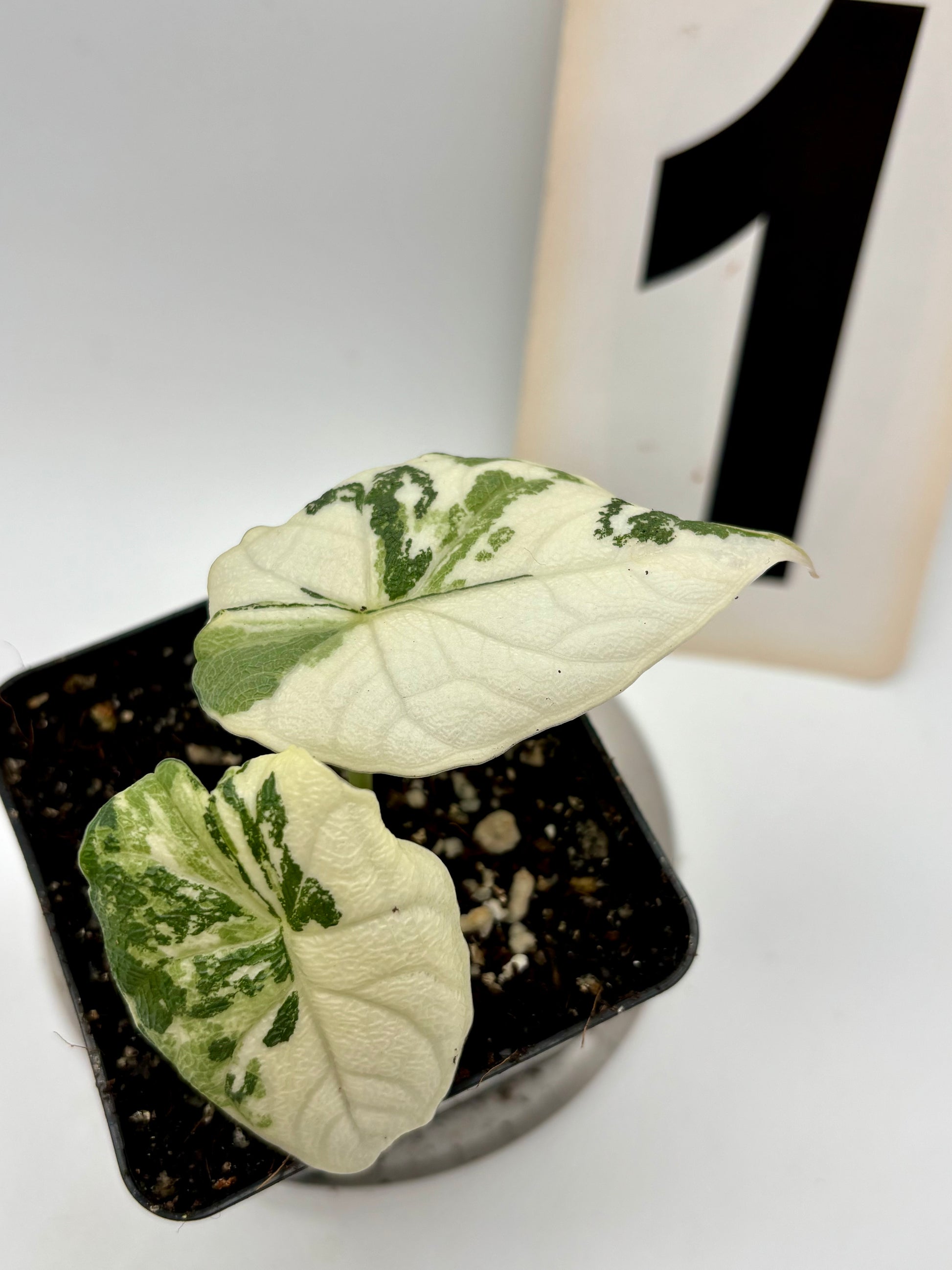 Alocasia Melo Albo Variegata