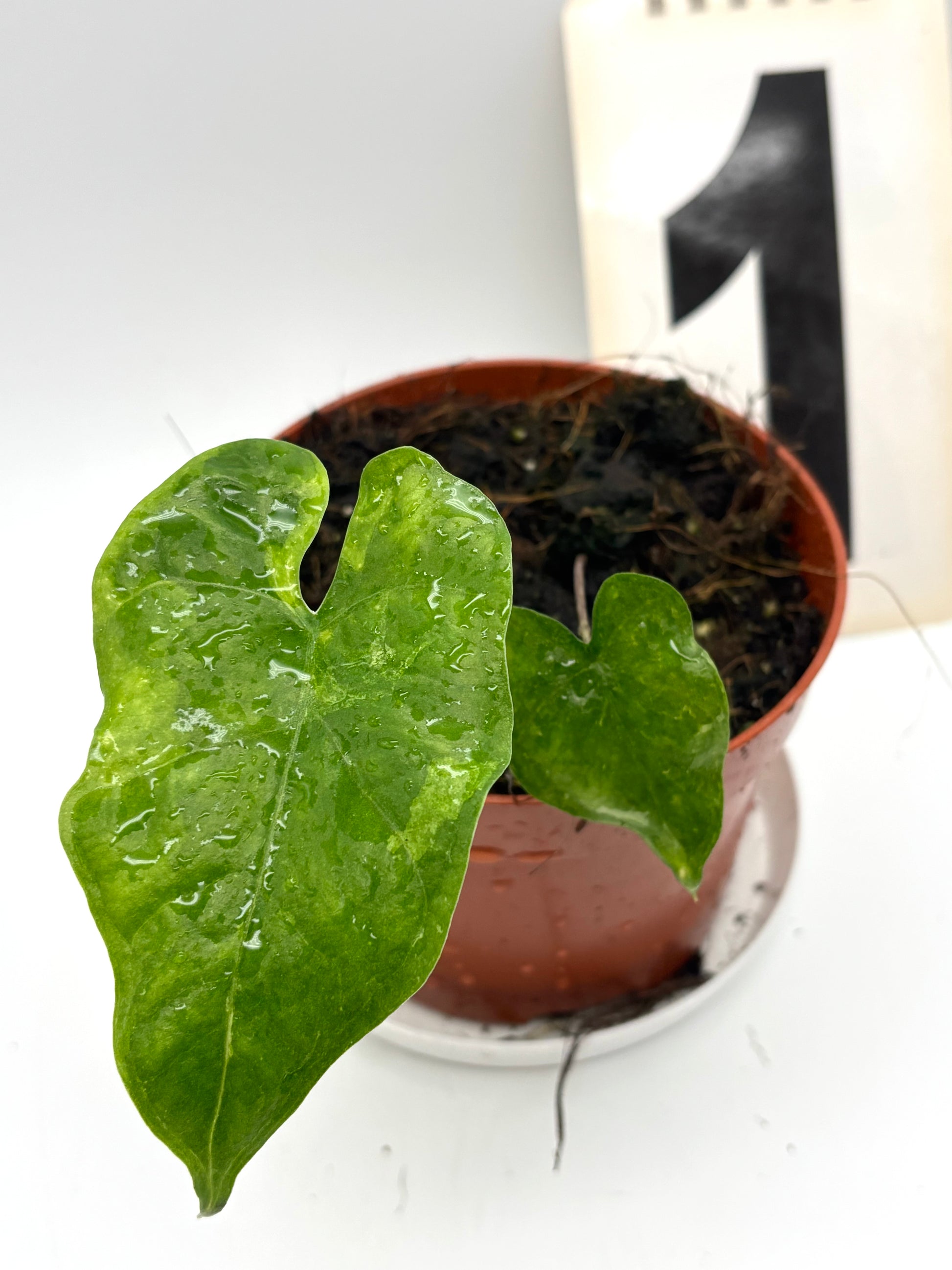 Alocasia Bat Wing Variegata