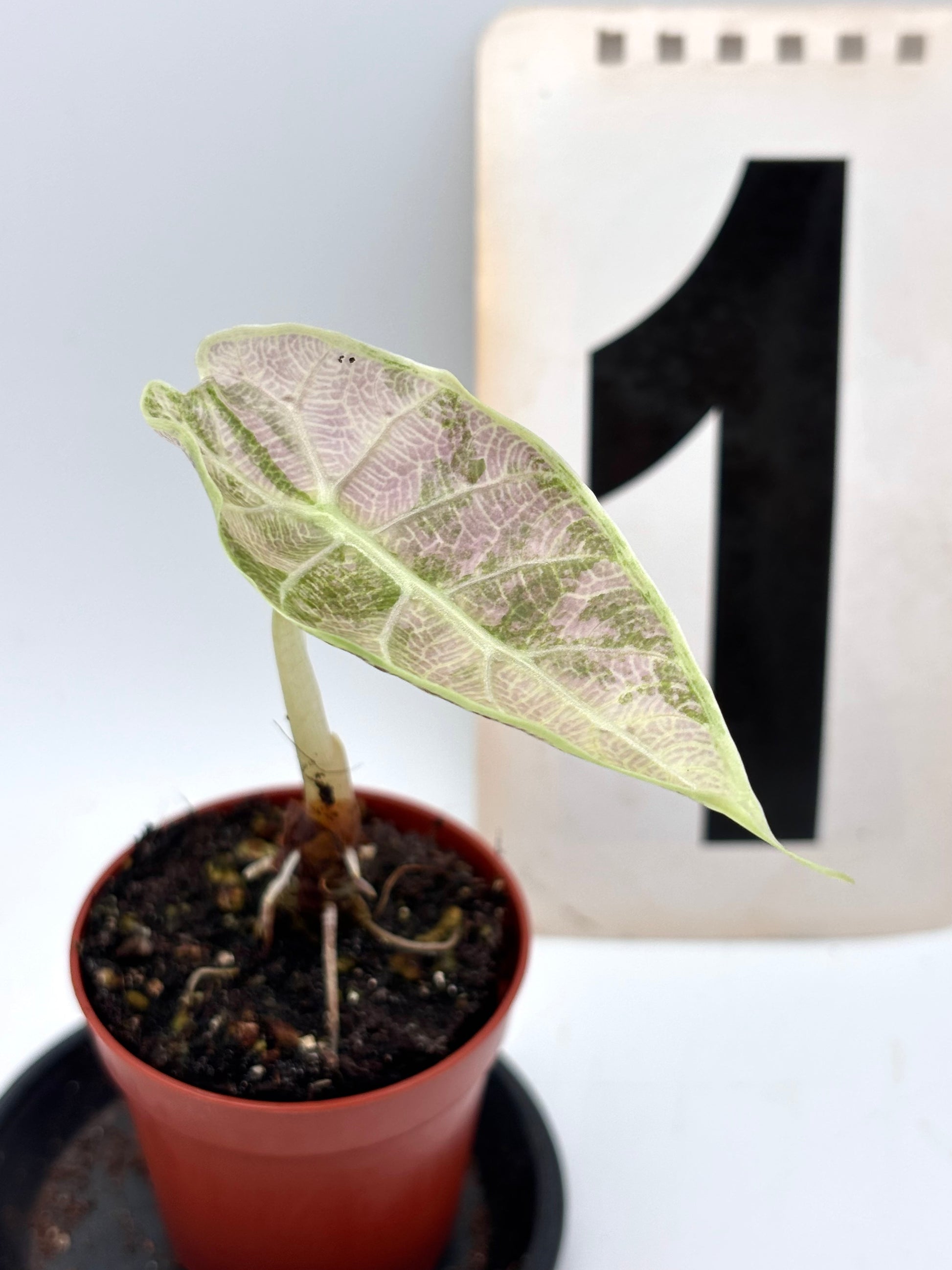 Alocasia Watsoniana Doff Variegata