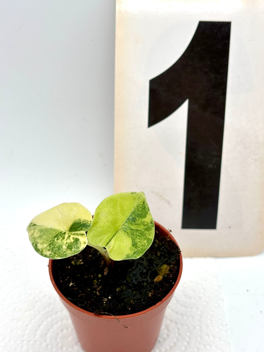 Alocasia Melo Tricolor