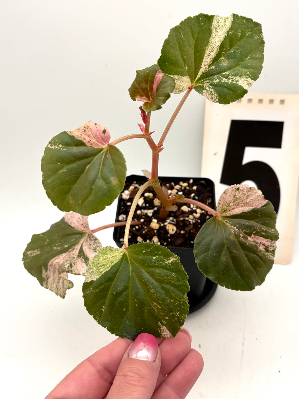 Variegierte Begonie Cucullata von Exotic-Flowers mit grünen und weißen Blättern, Topfpflanze für Innen- und Außenbereich