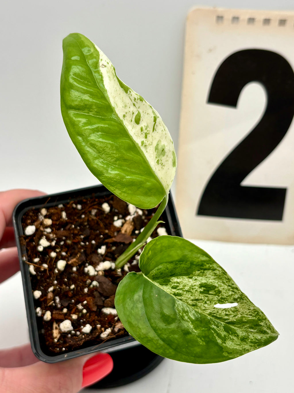 Epipremnum Pinnatum Marble Variegata