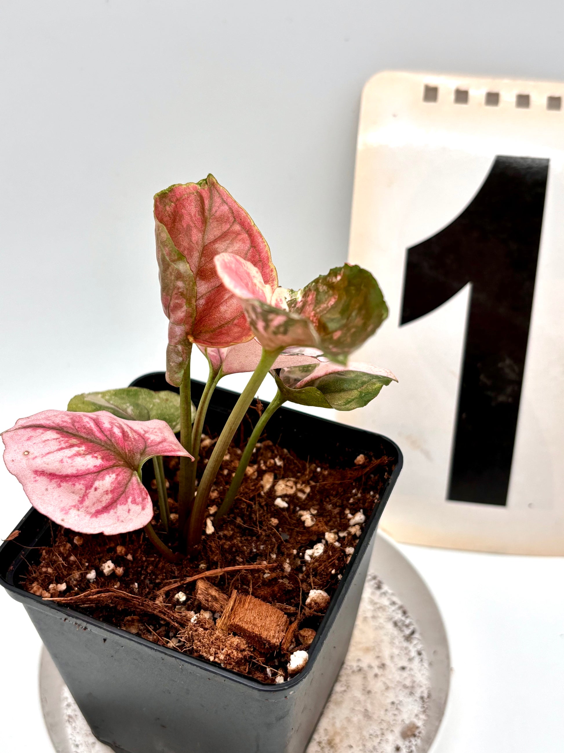Syngonium Strawberry Ice Galaxy