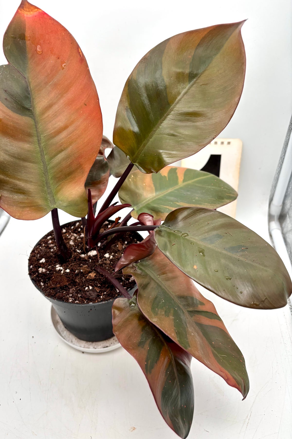 Dunkle Philodendron Black Cardinal Variegata Pflanze mit grünen und schwarzen Blättern, im Topf, bei Exotic-Flowers.