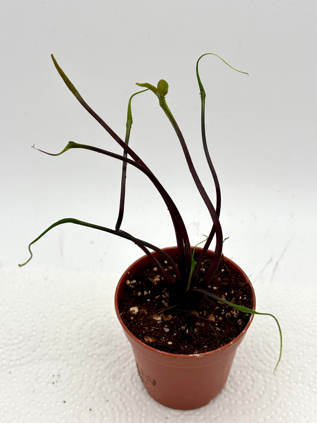 Alocasia Flying Squid Pflanze von Exotic-Flowers mit großen, blattförmigen Blättern, grün und silbrig schimmernd.