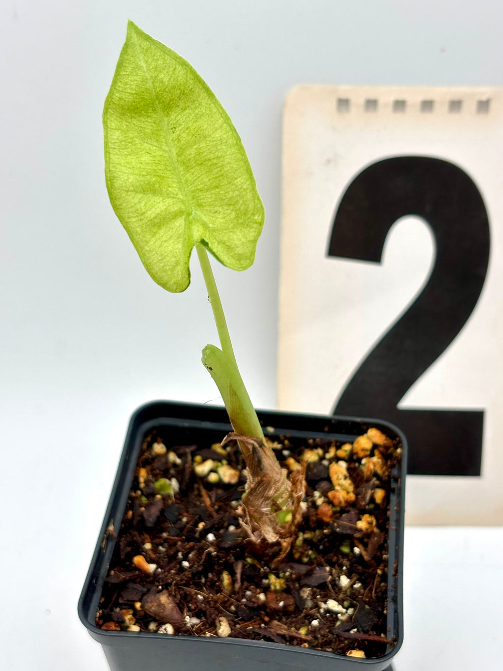 Alocasia Frydek Mint