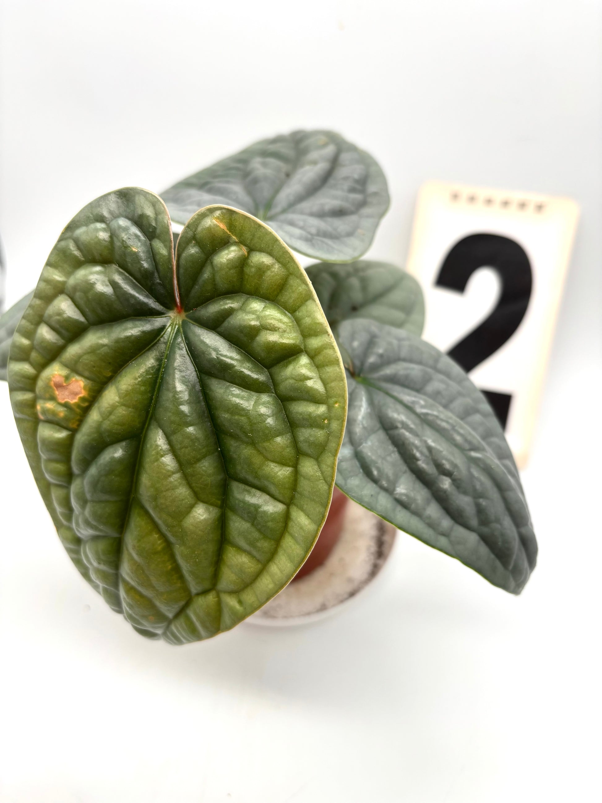 Anthurium Luxurians