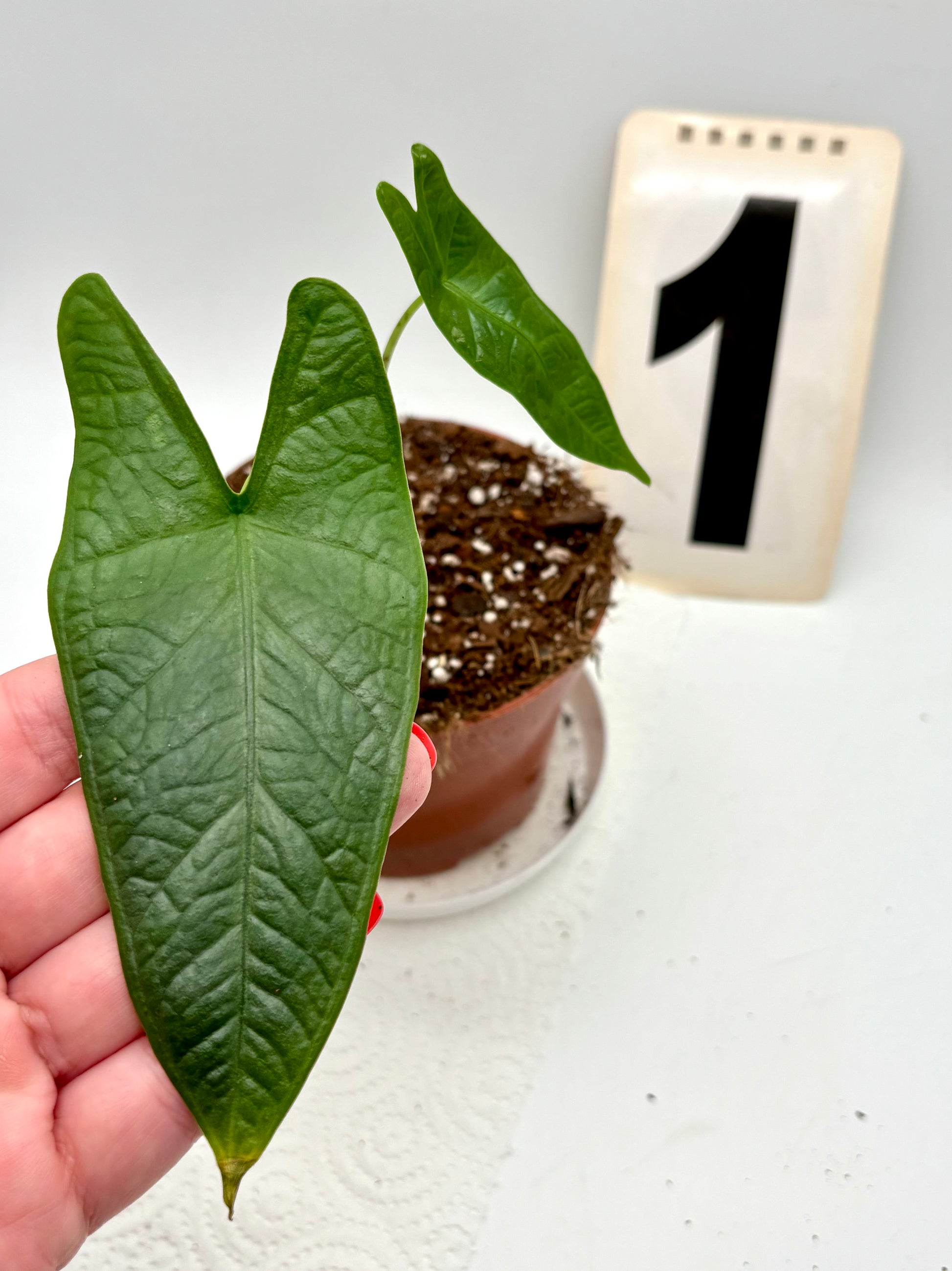 Alocasia Carpet sp Sulawesi