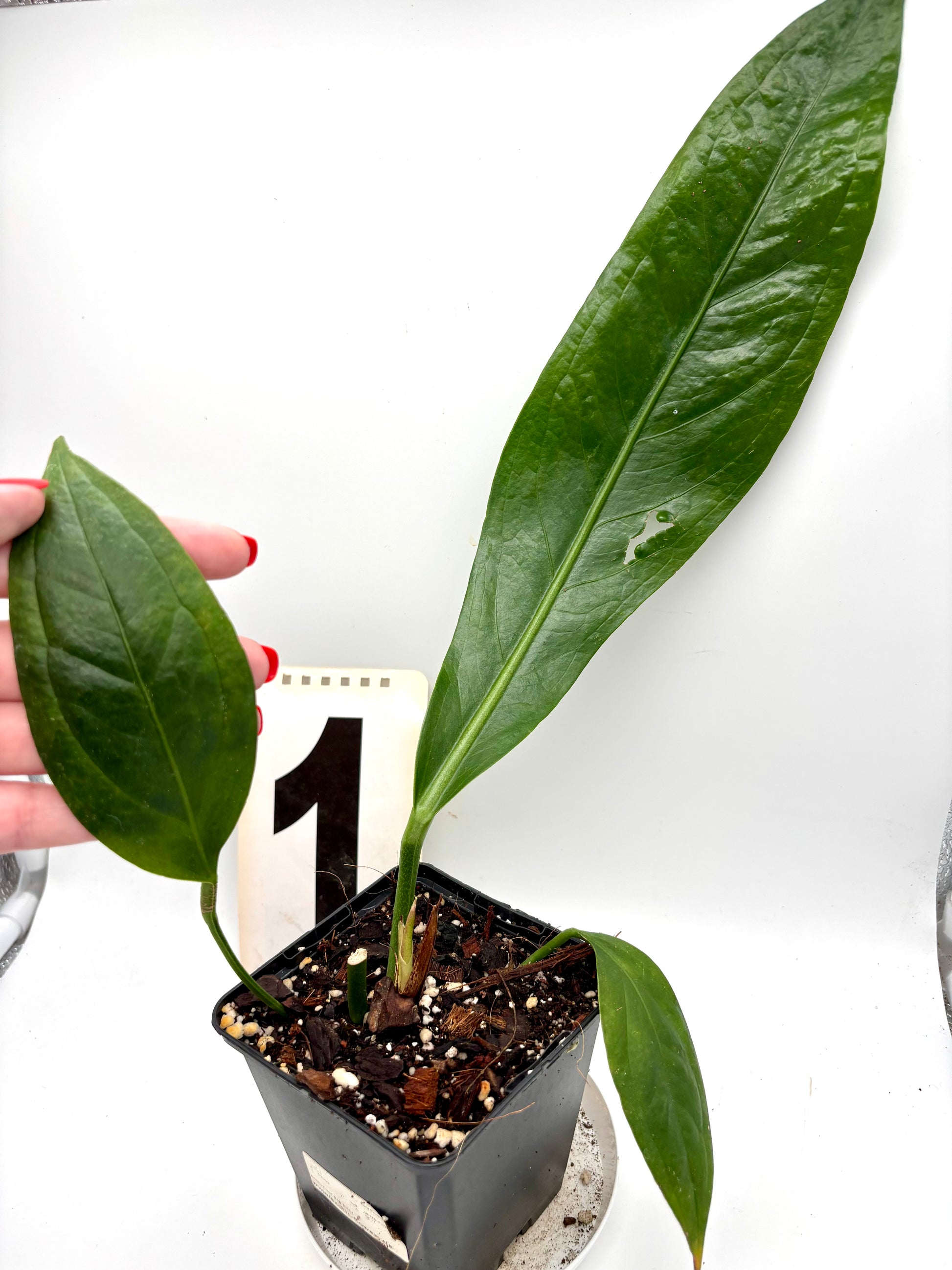 Anthurium Big Bill