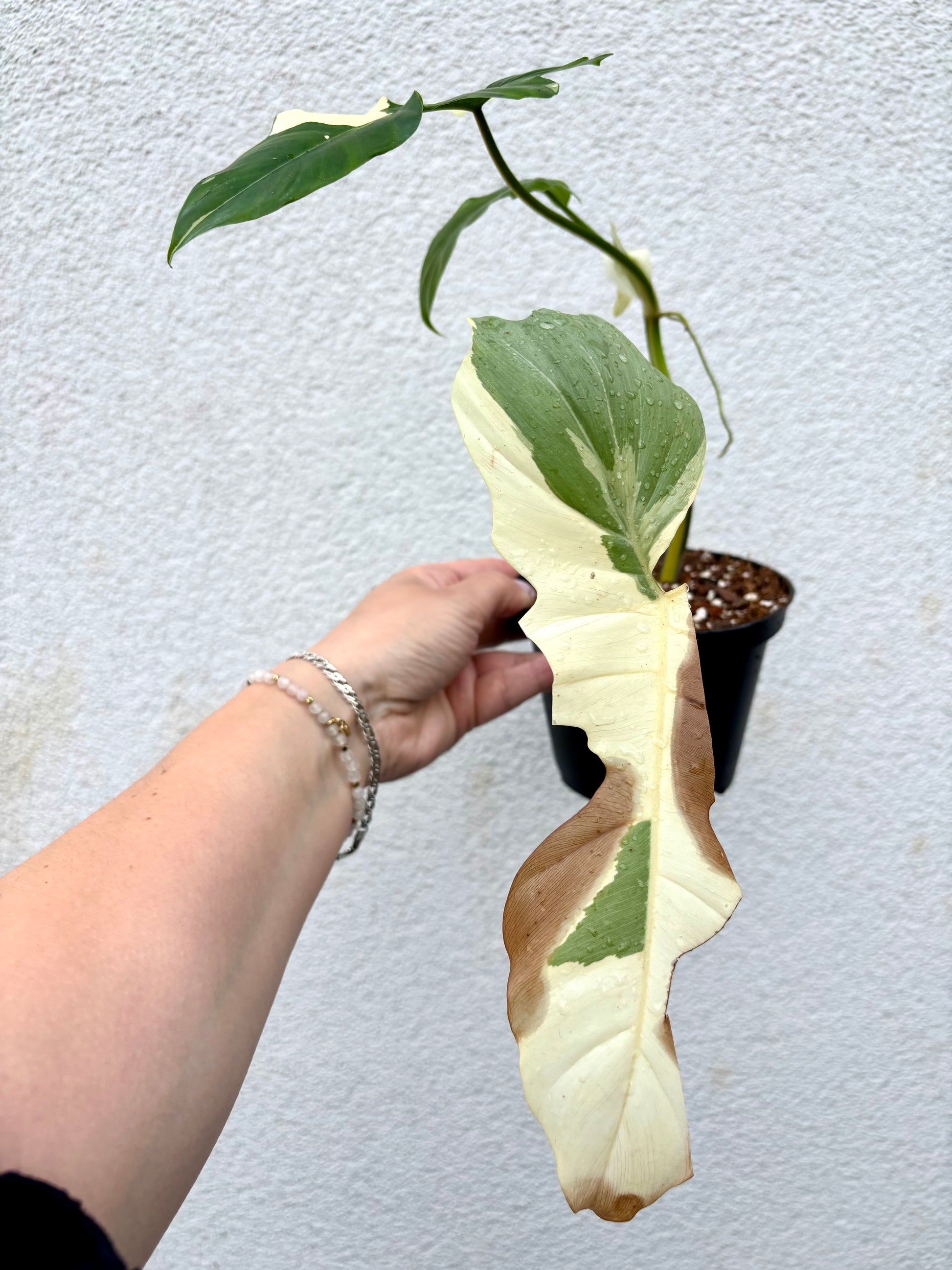 Philodendron Golden Dragon Variegata