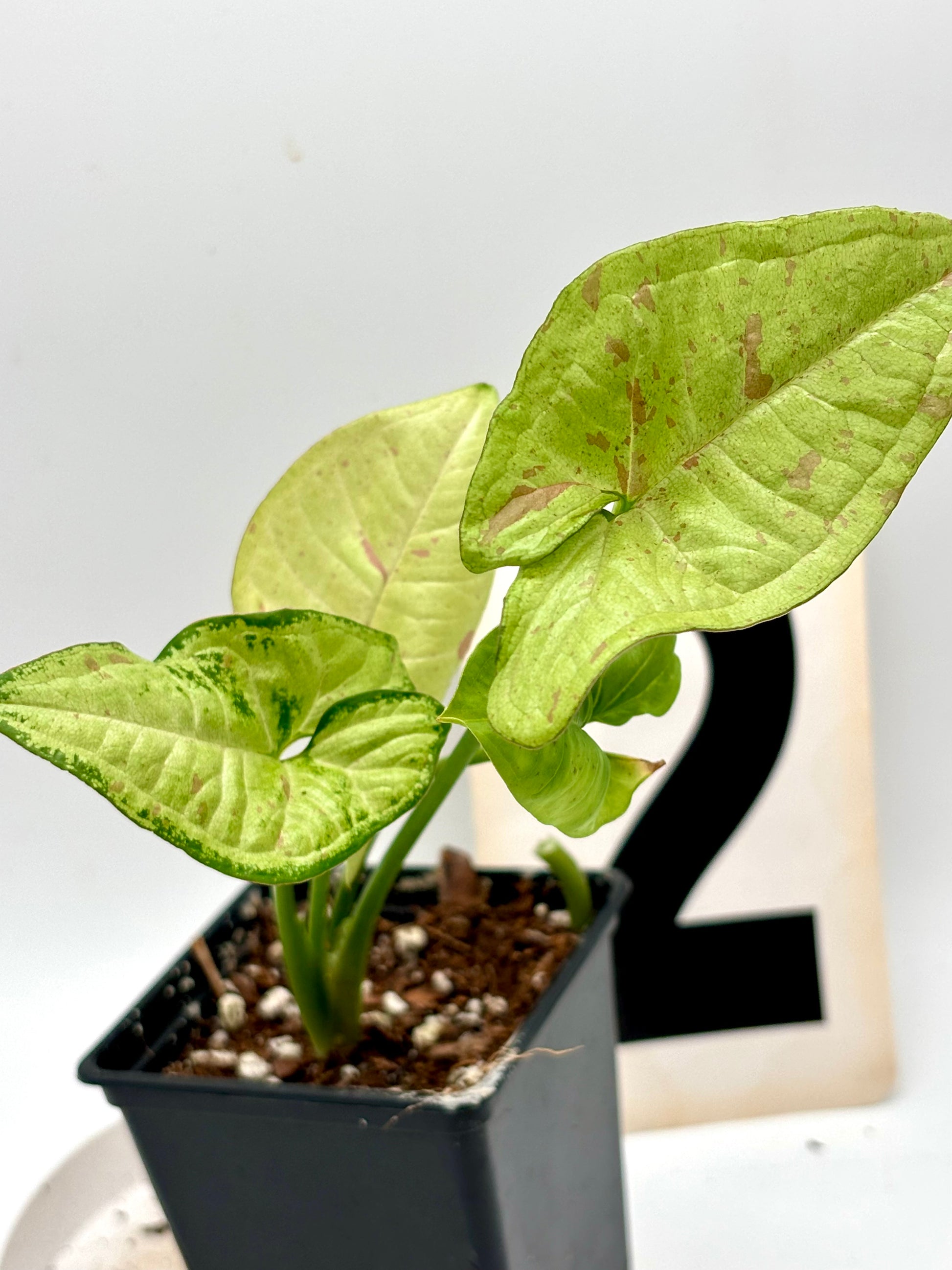 Syngonium Confetti Tricolor