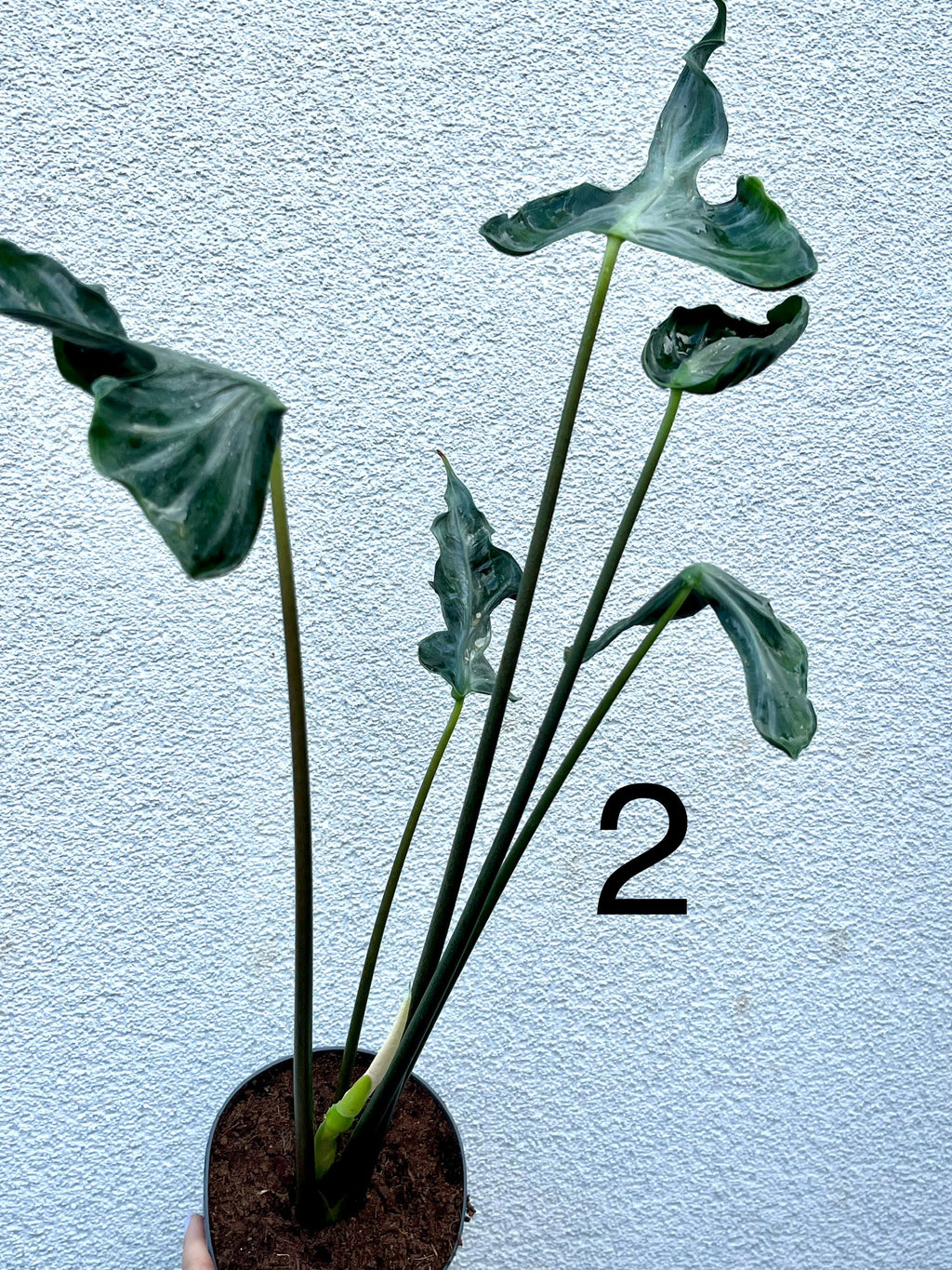 Alocasia Teletubbies