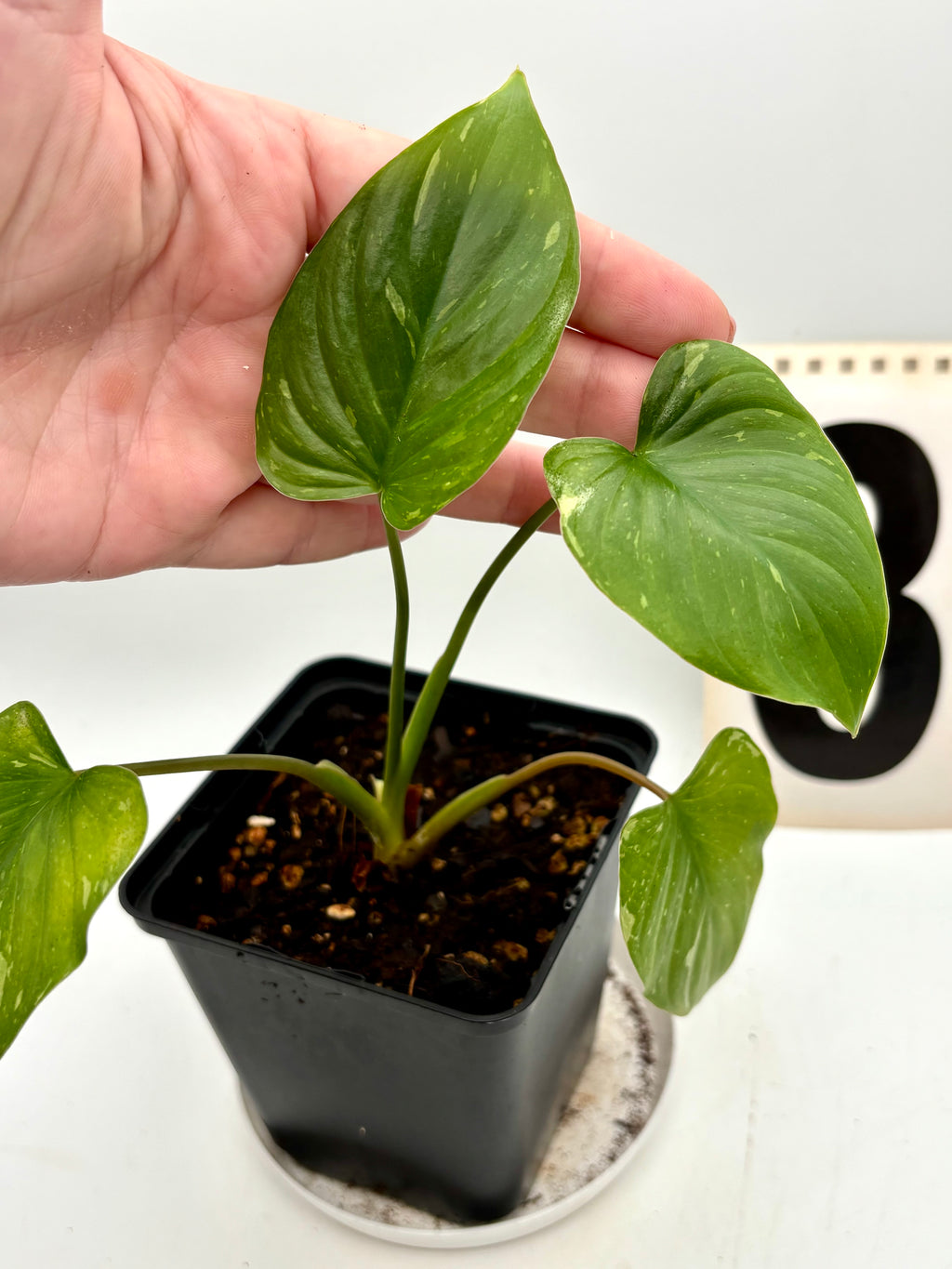 Homalomena Rubescens Variegata Pflanze mit grün-weißen Blättern, Zimmerpflanze, exotische Blattschönheit