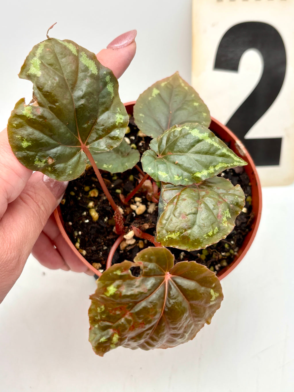 Begonia Ignita von Exotic-Flowers mit leuchtend roten und grünen Blättern, Zimmerpflanze, Nahaufnahme der Blätter