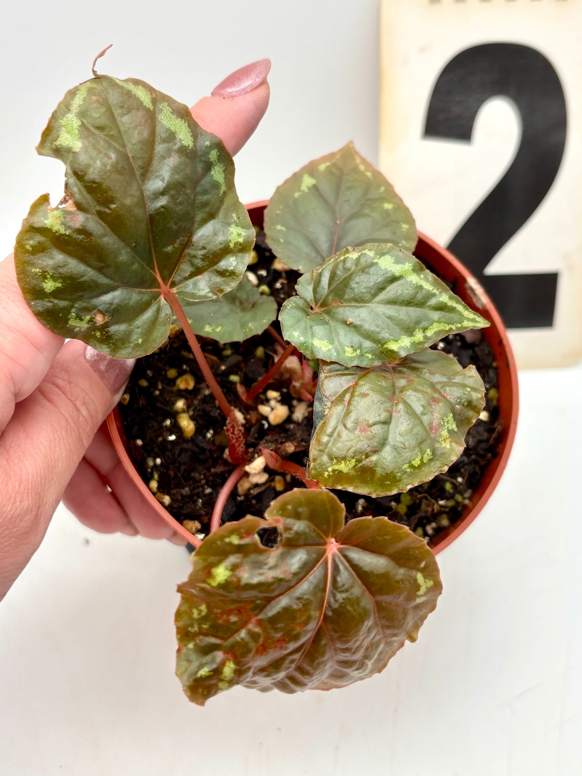 Begonia Ignita von Exotic-Flowers mit leuchtend roten und grünen Blättern, Zimmerpflanze, Nahaufnahme der Blätter