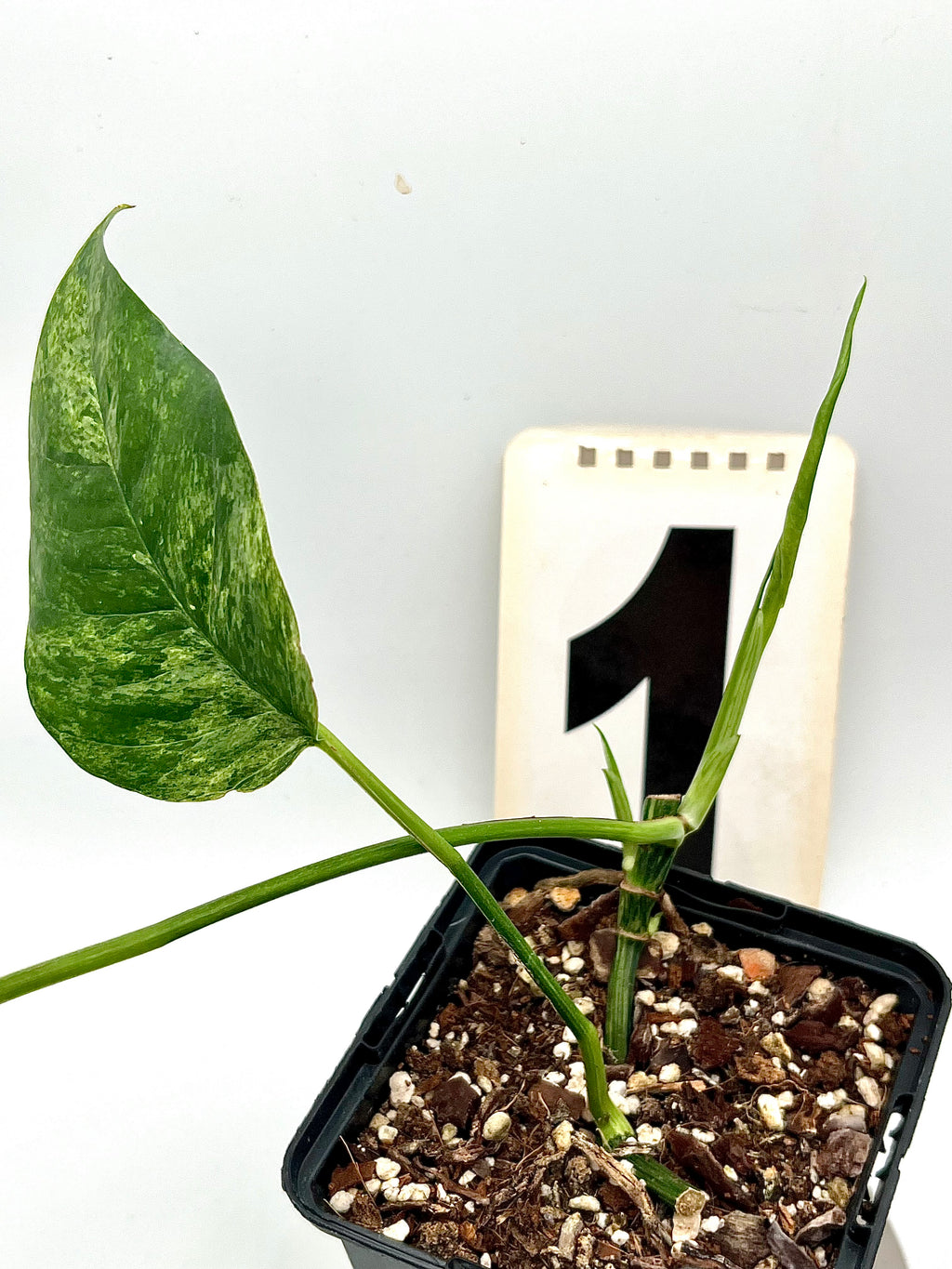 Epipremnum Pinnatum Mint Variegata