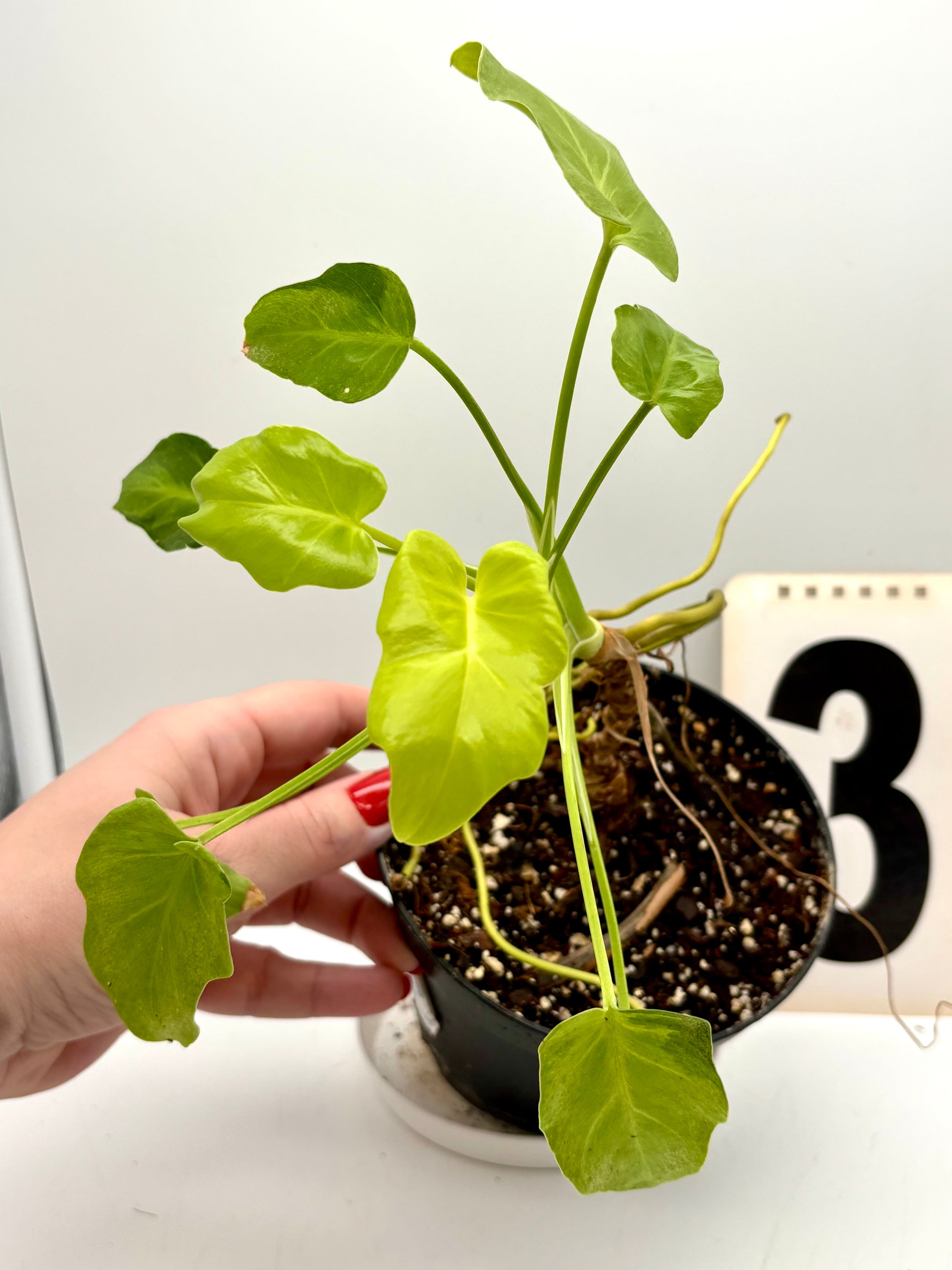 philodendron in chinese Philodendron Xanadu Dwarf Variegata – Exotic-Flowers