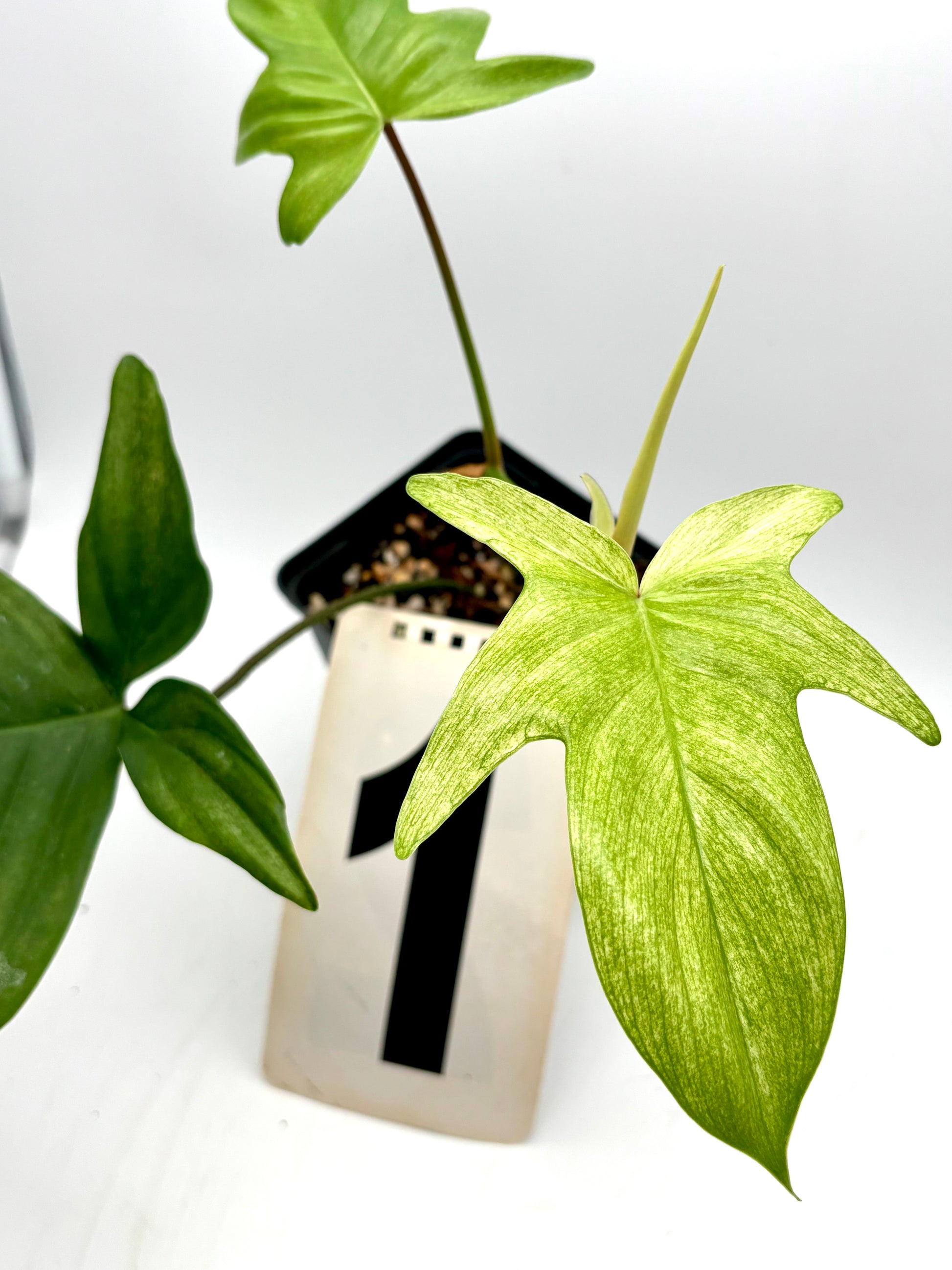 Philodendron Florida Ghost Pflanze von Exotic-Flowers mit weißen, geisterhaften Blättern, lebendig und dekorativ.