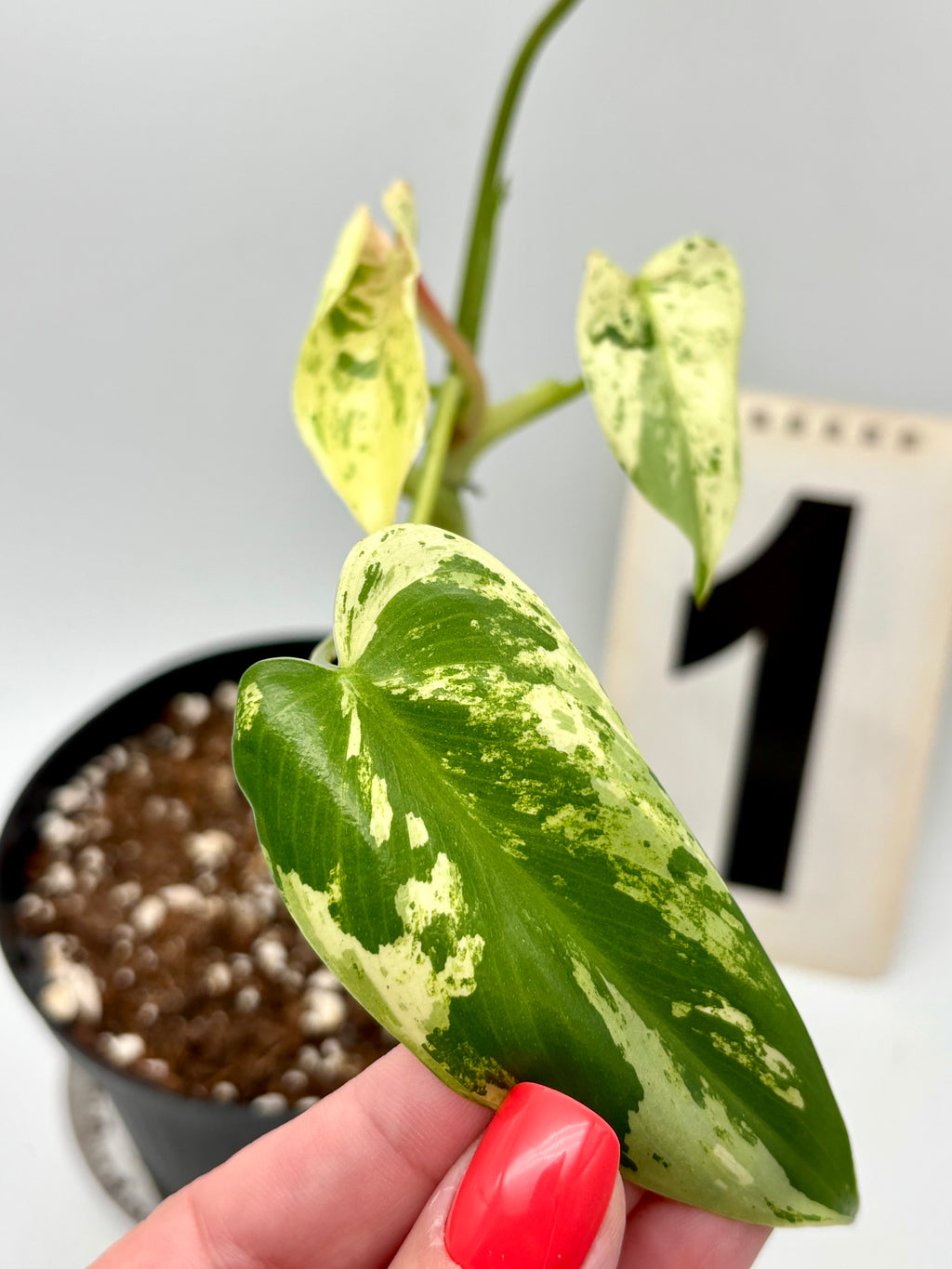 Philodendron Ilsemanii - Exotic-Flowers