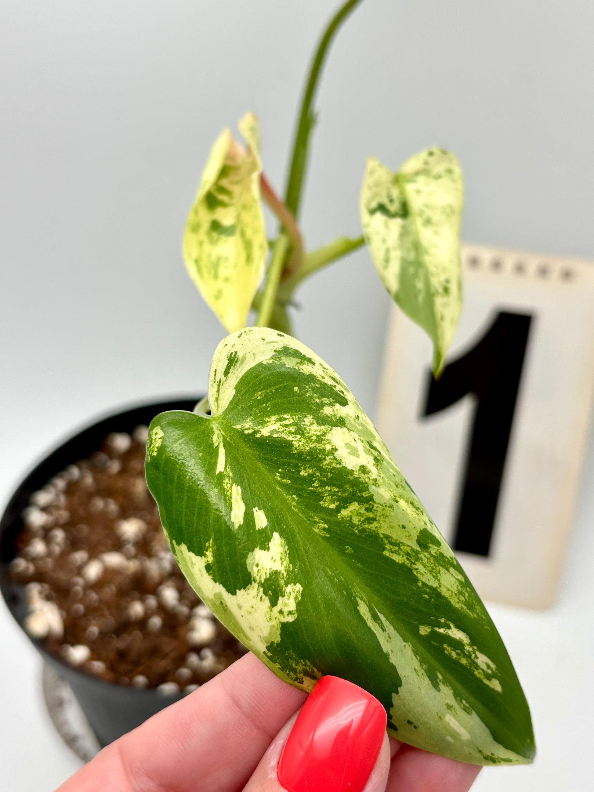 Philodendron Ilsemanii - Exotic-Flowers