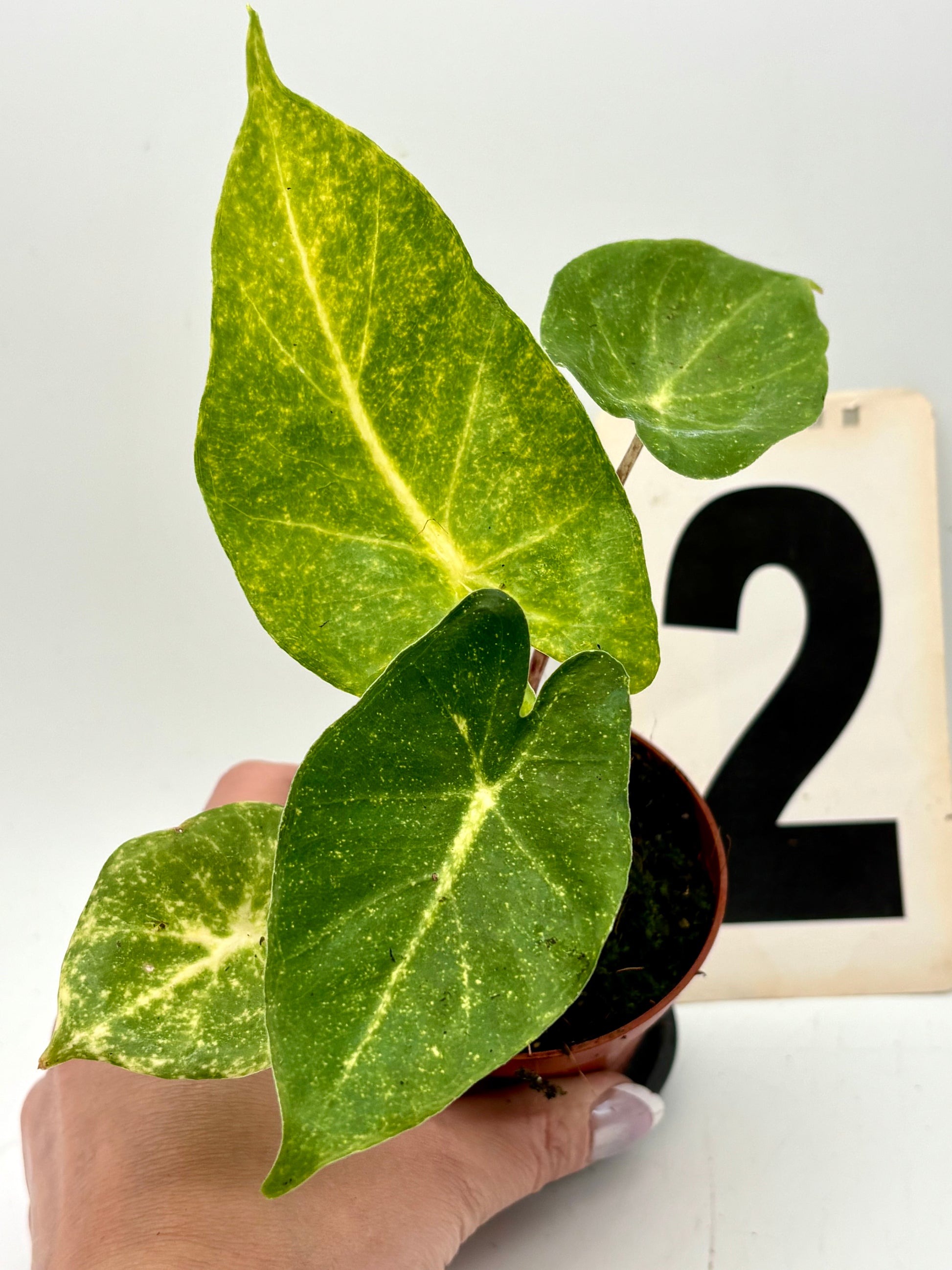 Alocasia New Guinea Gold