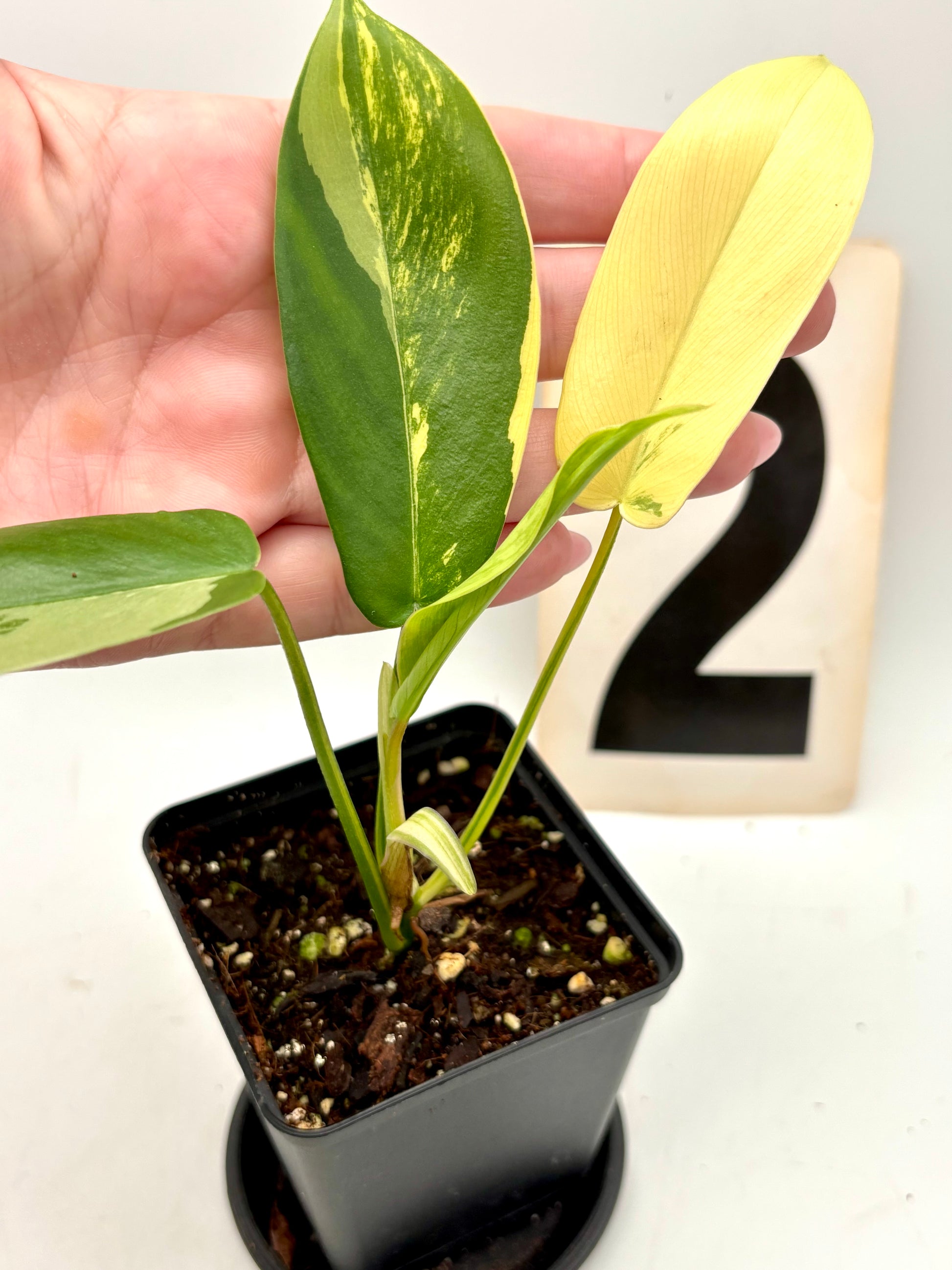 Philodendron Florida Beauty