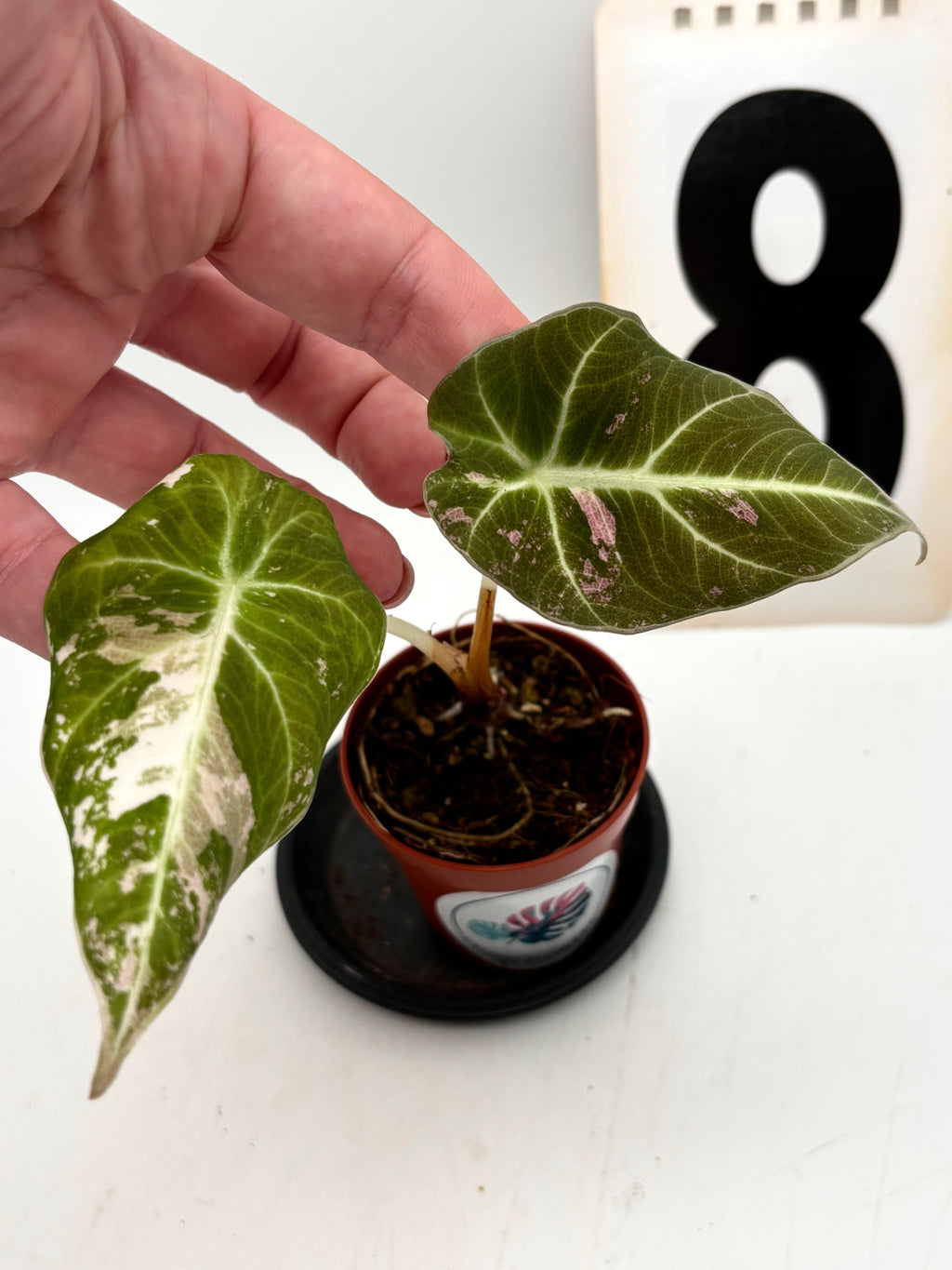 Alocasia Black Velvet Variegata Pflanze mit schwarzen, samtigen Blättern und weißen Variegationen, exotische Zimmerpflanze von Exotic-Flowers