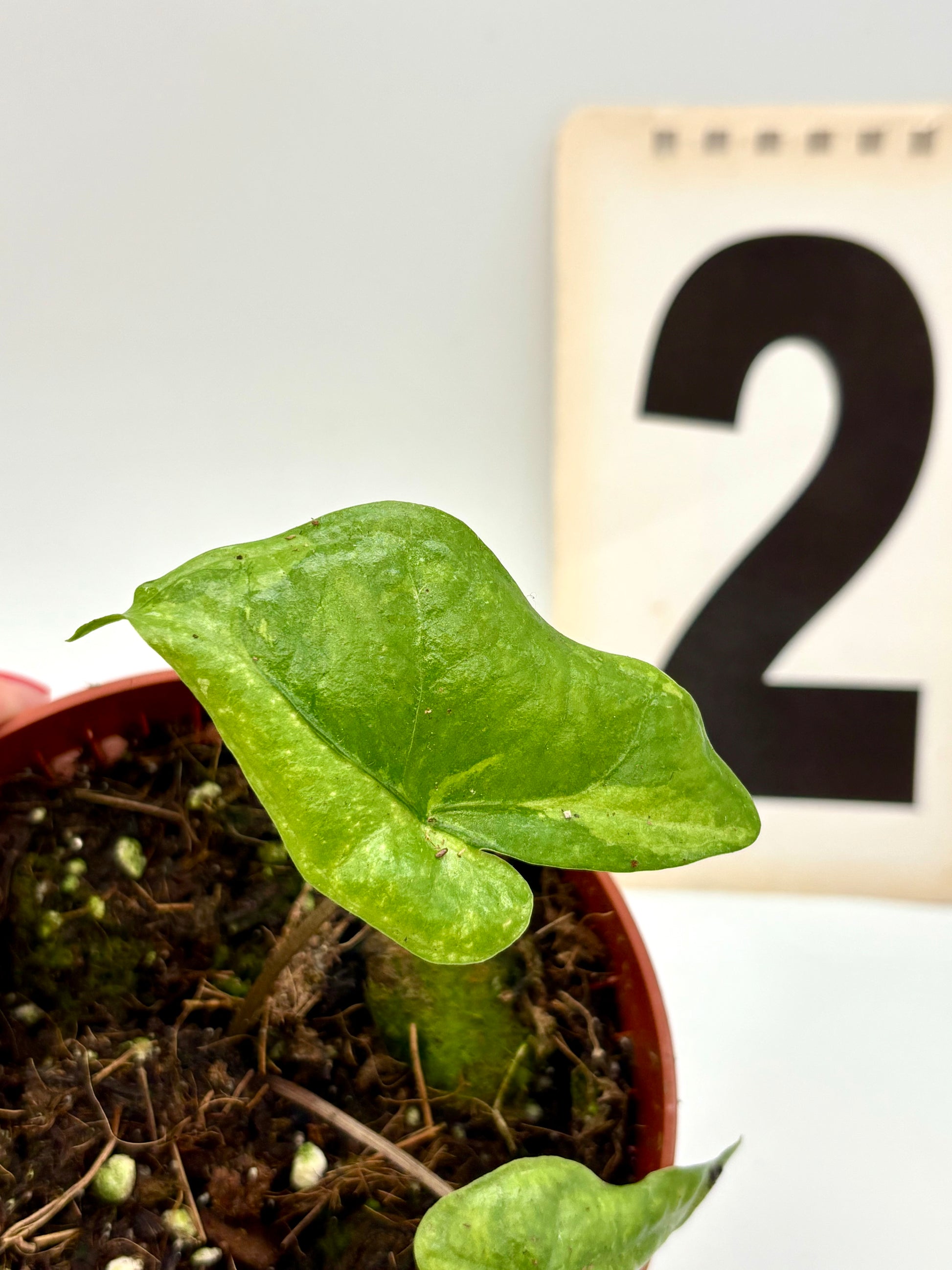 Alocasia Bat Wing Variegata