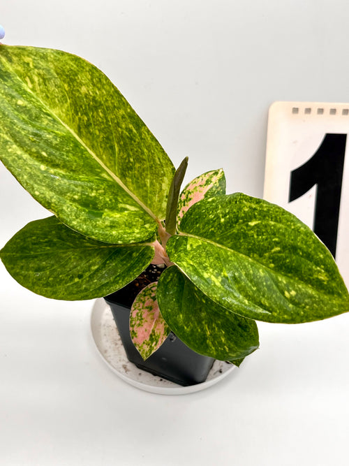 Aglaonema Pink Emerald - Exotic-Flowers