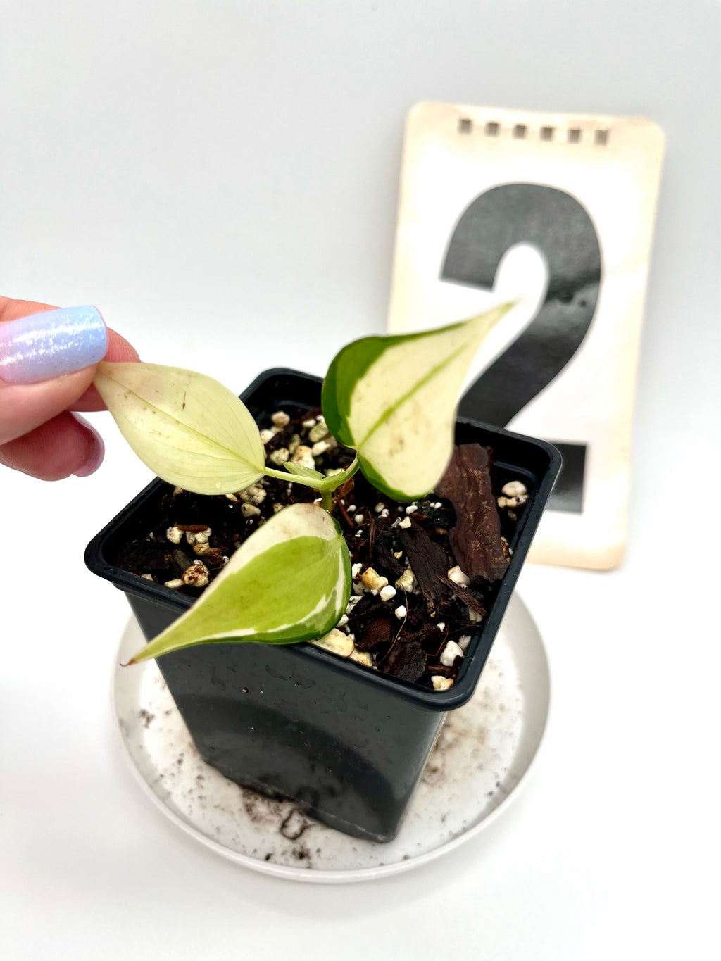 Philodendron Cream Splash