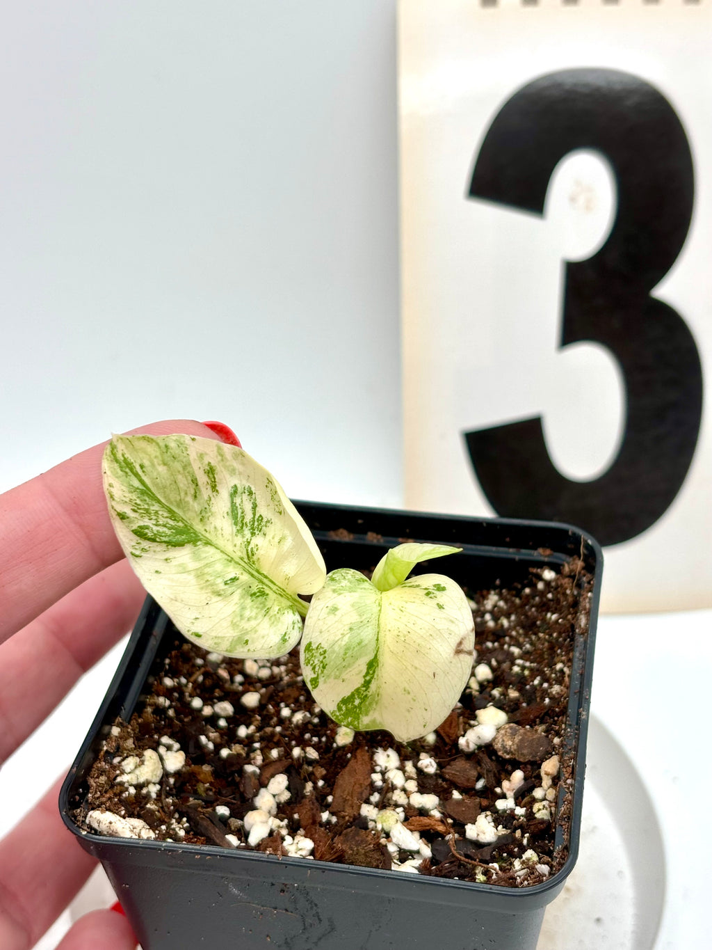 Monstera White Monster