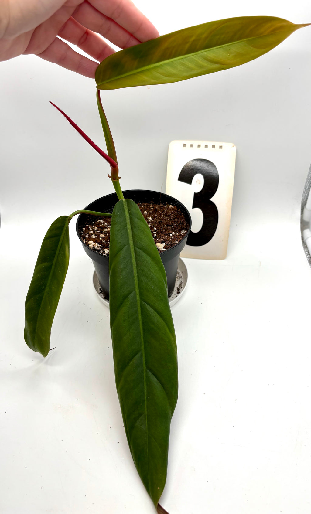 Philodendron Bicolor