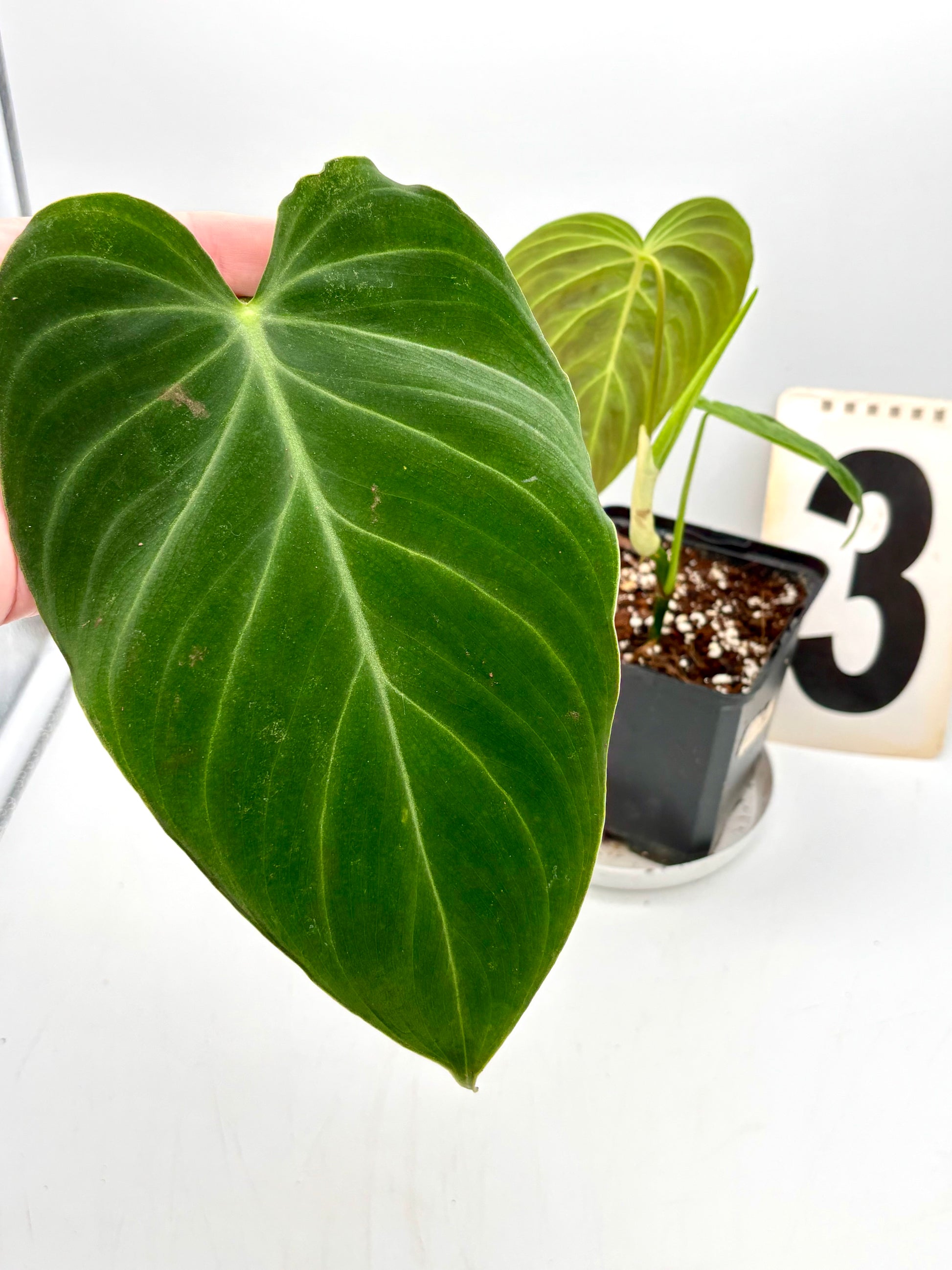 Grüner Philodendron Splendid von Exotic-Flowers mit großen, glänzenden Blättern in Top-Ansicht