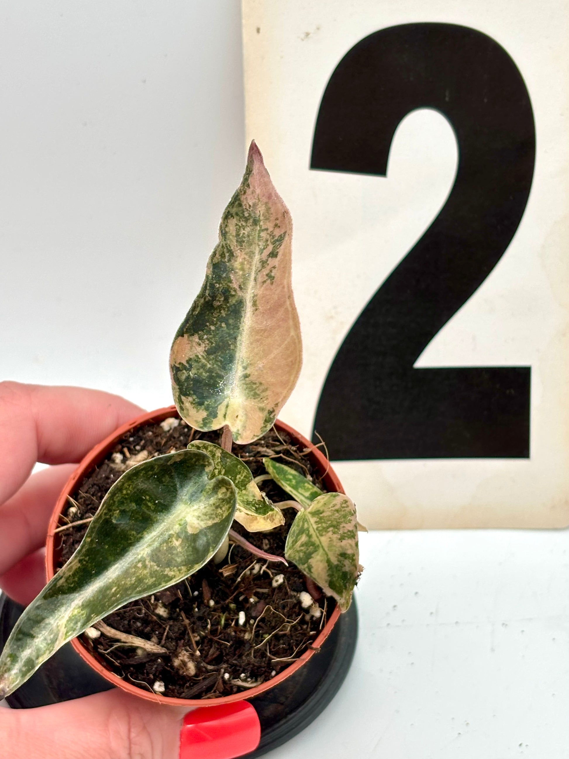 Alocasia Bambino Aurea Variegata