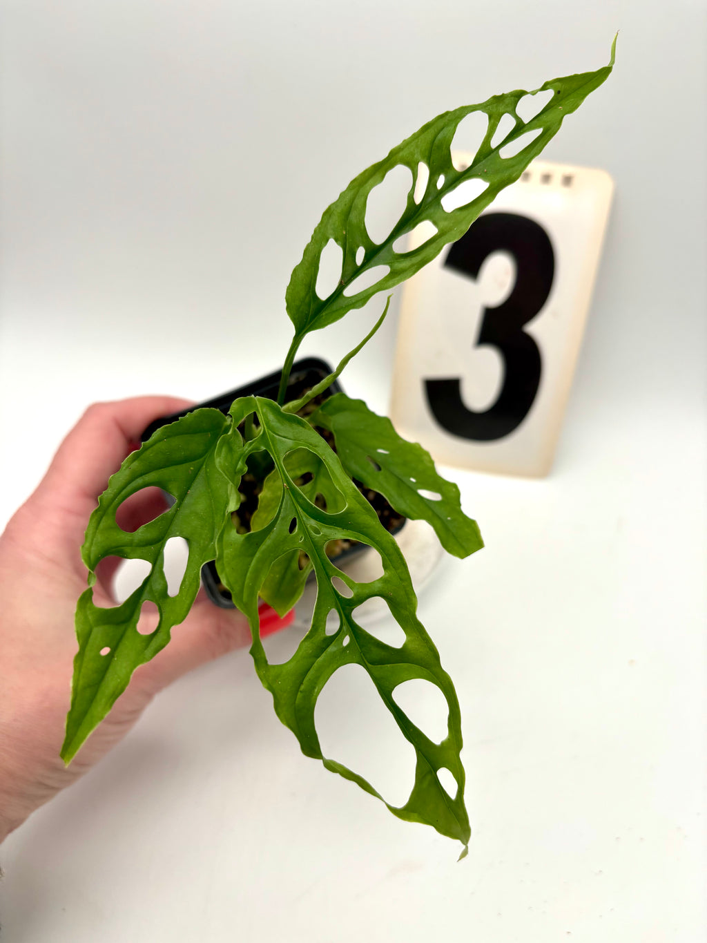 Monstera Obliqua Peru