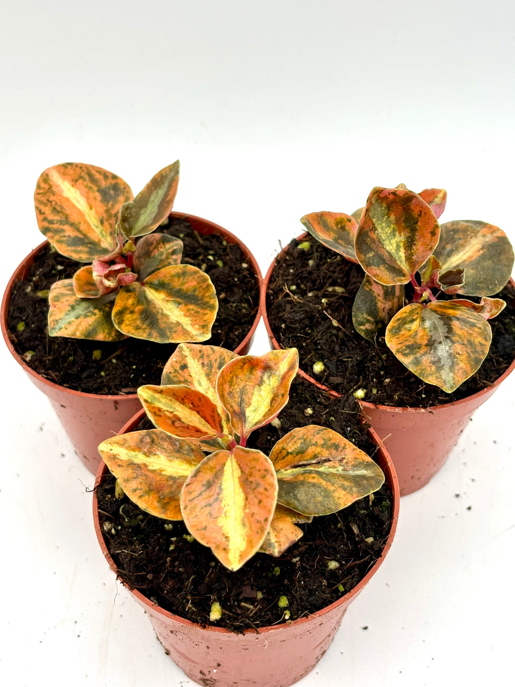 Hochwertige Peperomia Creme Brulee Pflanze von Exotic-Flowers mit grünen Blättern und cremefarbener Musterung, im Top.