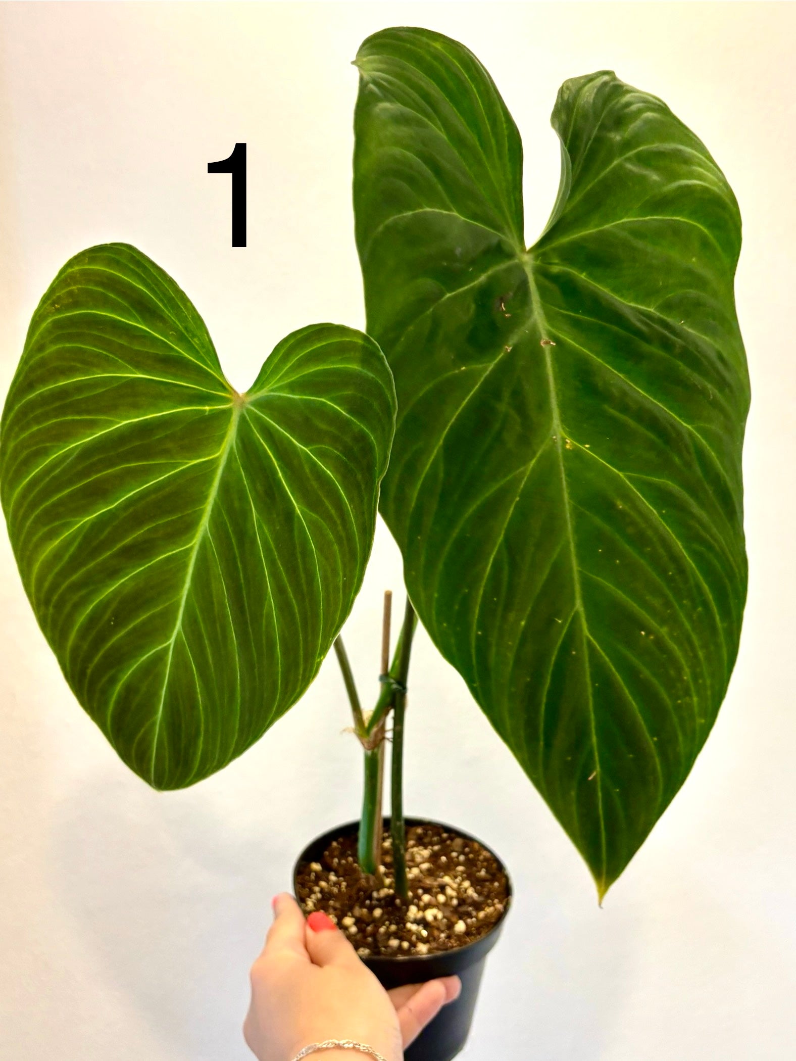 Grüner Philodendron Splendid von Exotic-Flowers mit großen, glänzenden Blättern in einem Topf.