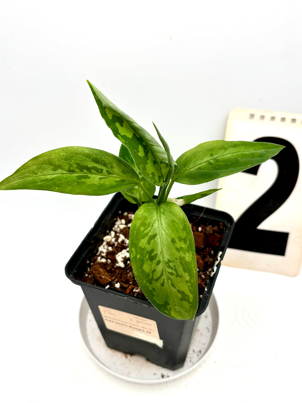 Aglaonema Pictum Tricolor - Star Spot