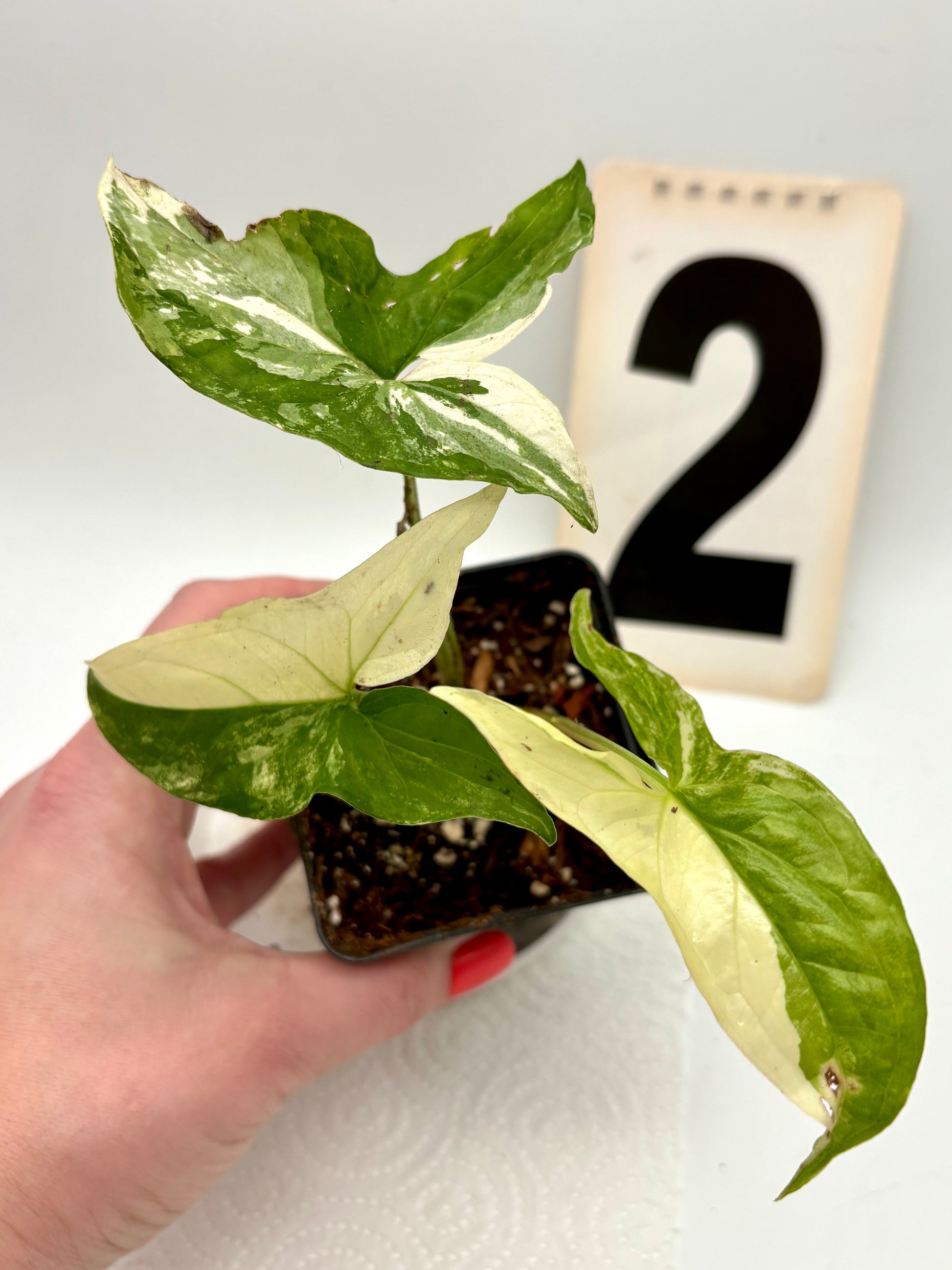 Syngonium Albo Variegata