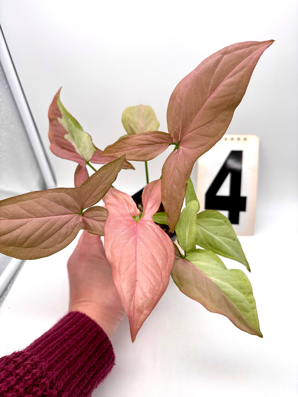 Syngonium Strawberry Milk