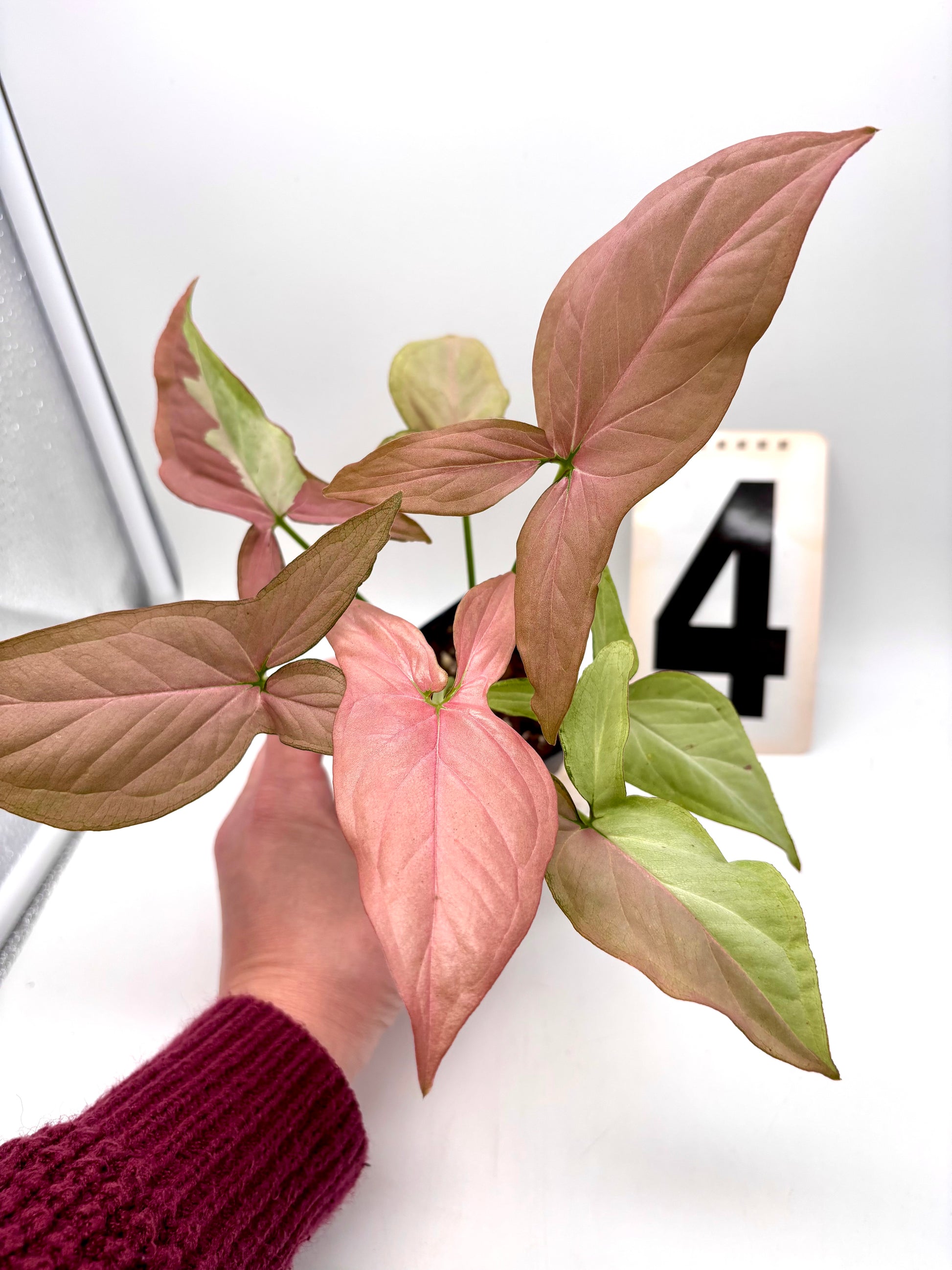 Syngonium Strawberry Milk
