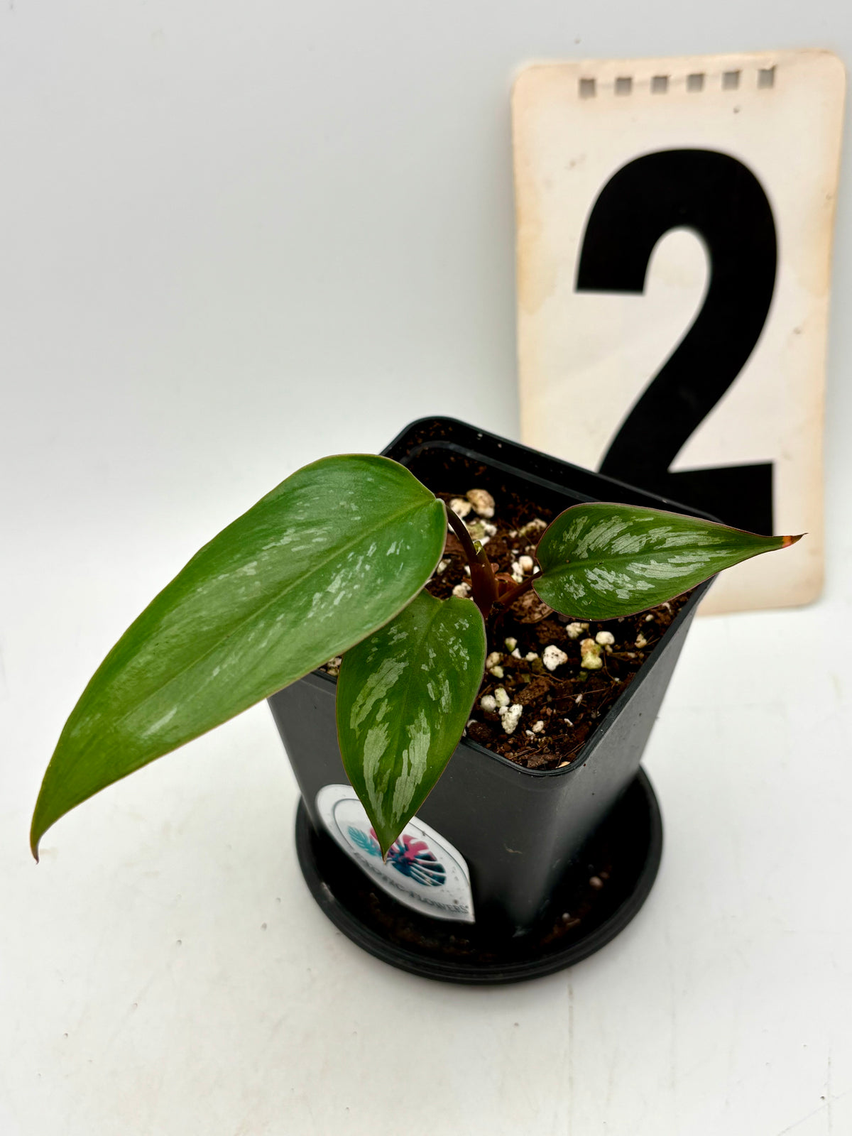Philodendron Brevispathum